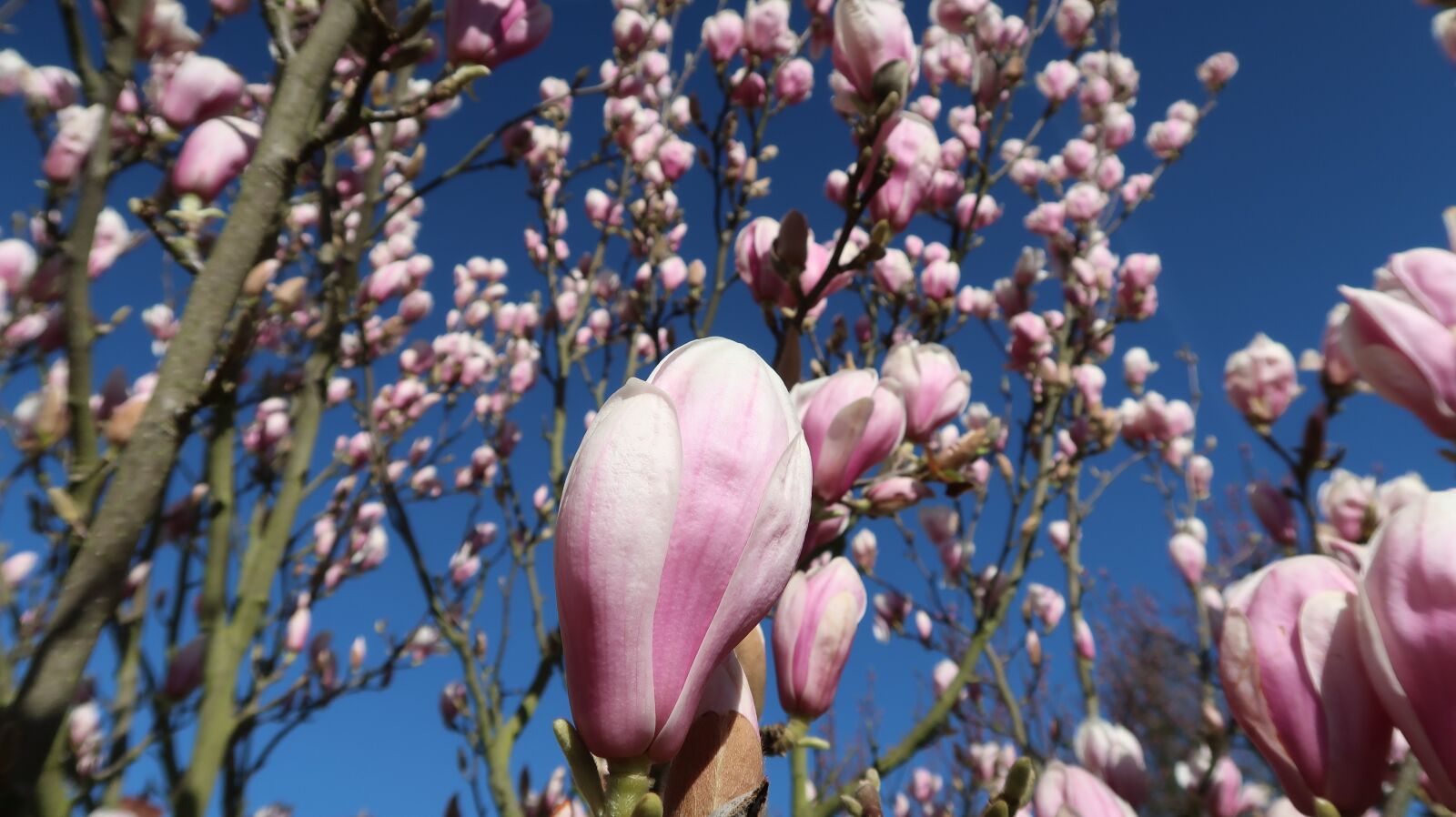 Canon PowerShot G7 X Mark II sample photo. Magnolia flowers, flowers, pink photography