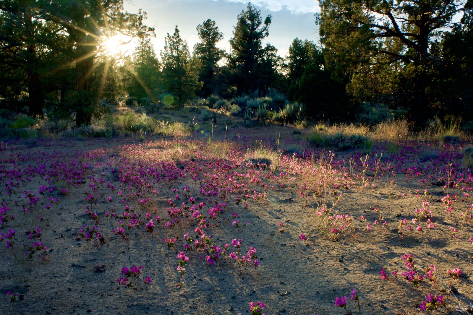 Nikon D600 sample photo. Wildflowers, sunset, nature photography