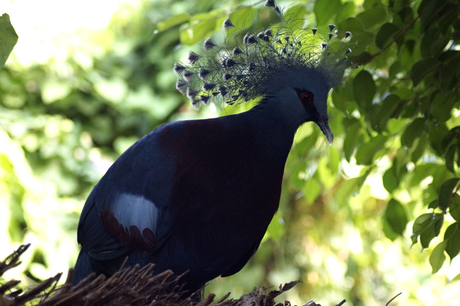 Sony SLT-A58 sample photo. Fan-deaf, bird, blue photography