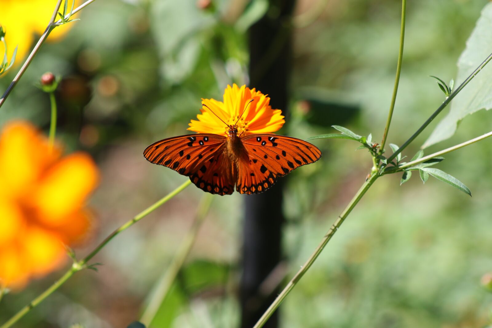 Canon EOS 7D Mark II sample photo. Flower, garden, butterfly photography