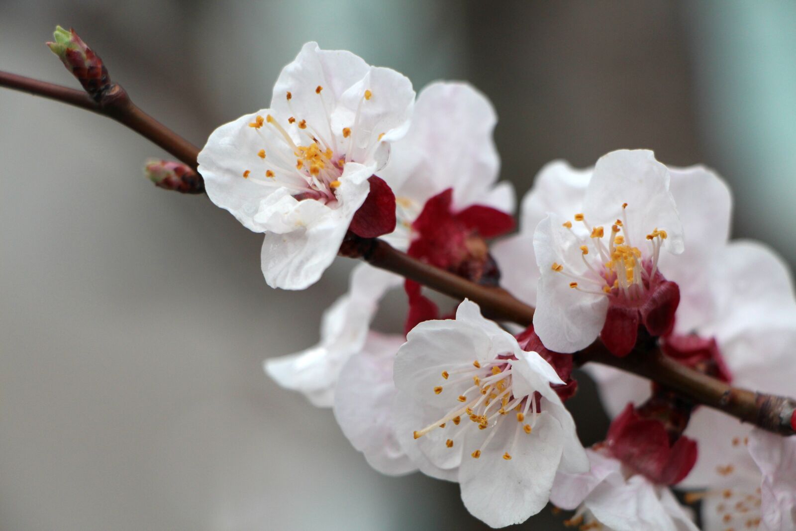 Canon EOS 650D (EOS Rebel T4i / EOS Kiss X6i) sample photo. Plum tree, plum, flowers photography