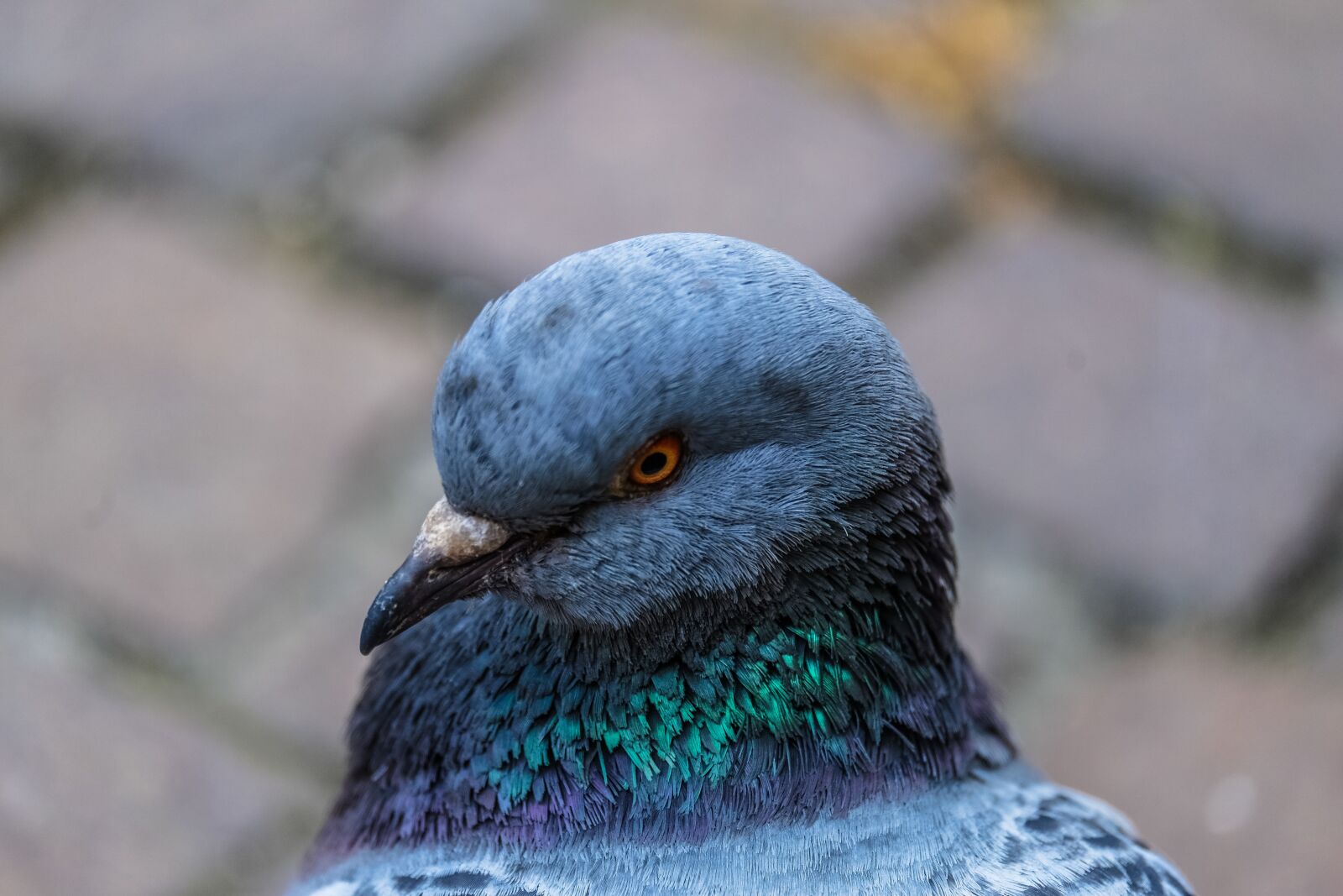 Fujifilm X-E2 sample photo. Blue, feather, bird photography