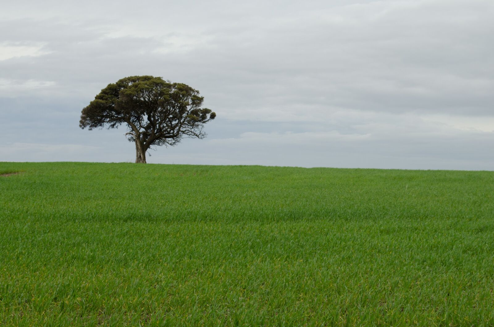 Nikon D5100 sample photo. Tree, alone, lonely wheat photography