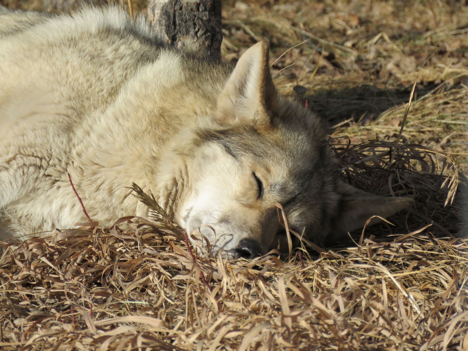Canon PowerShot SX60 HS sample photo. Wolfdog, wolf, dog photography