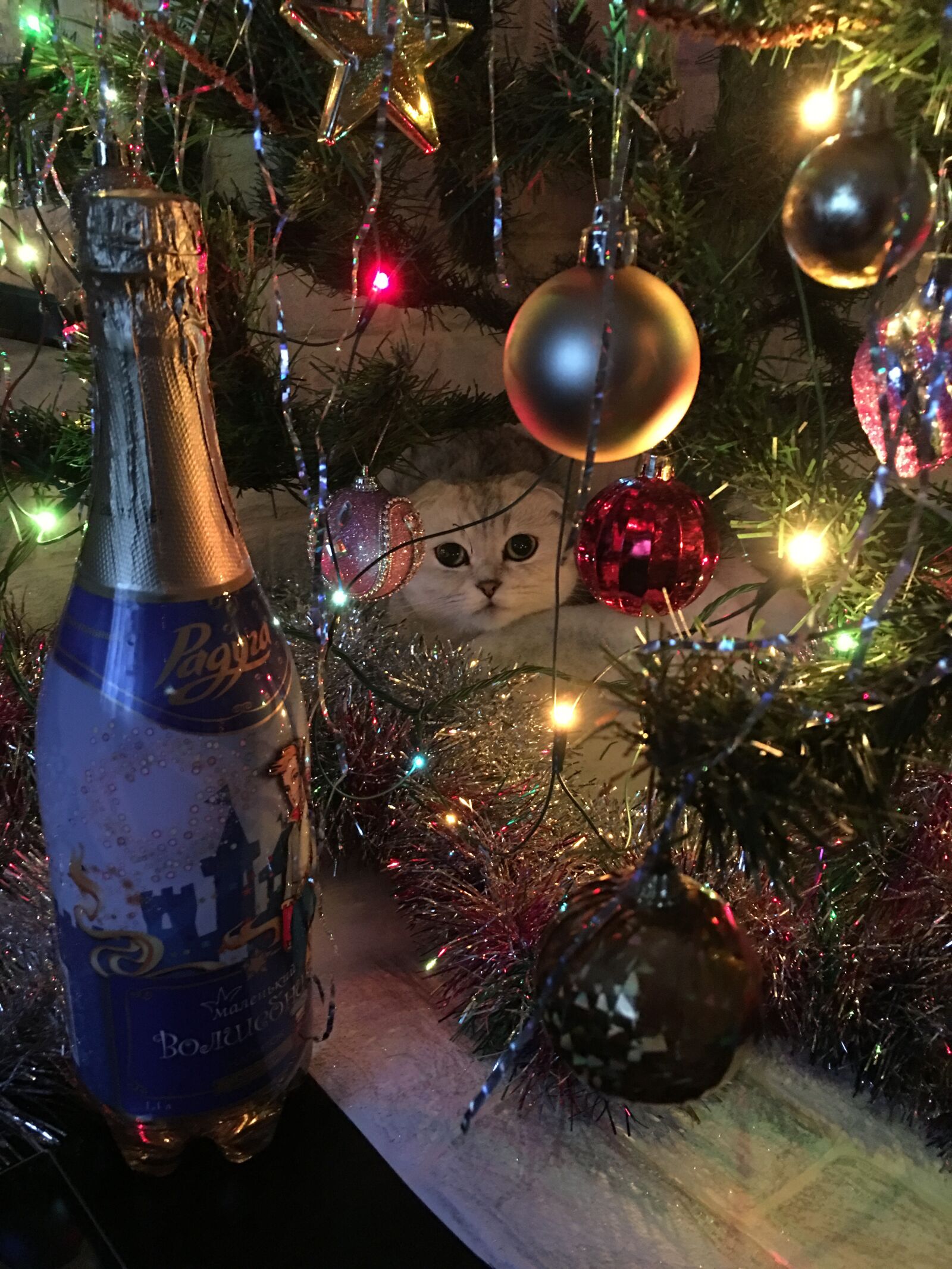 Apple iPhone 6s Plus sample photo. Cat, new year's eve photography