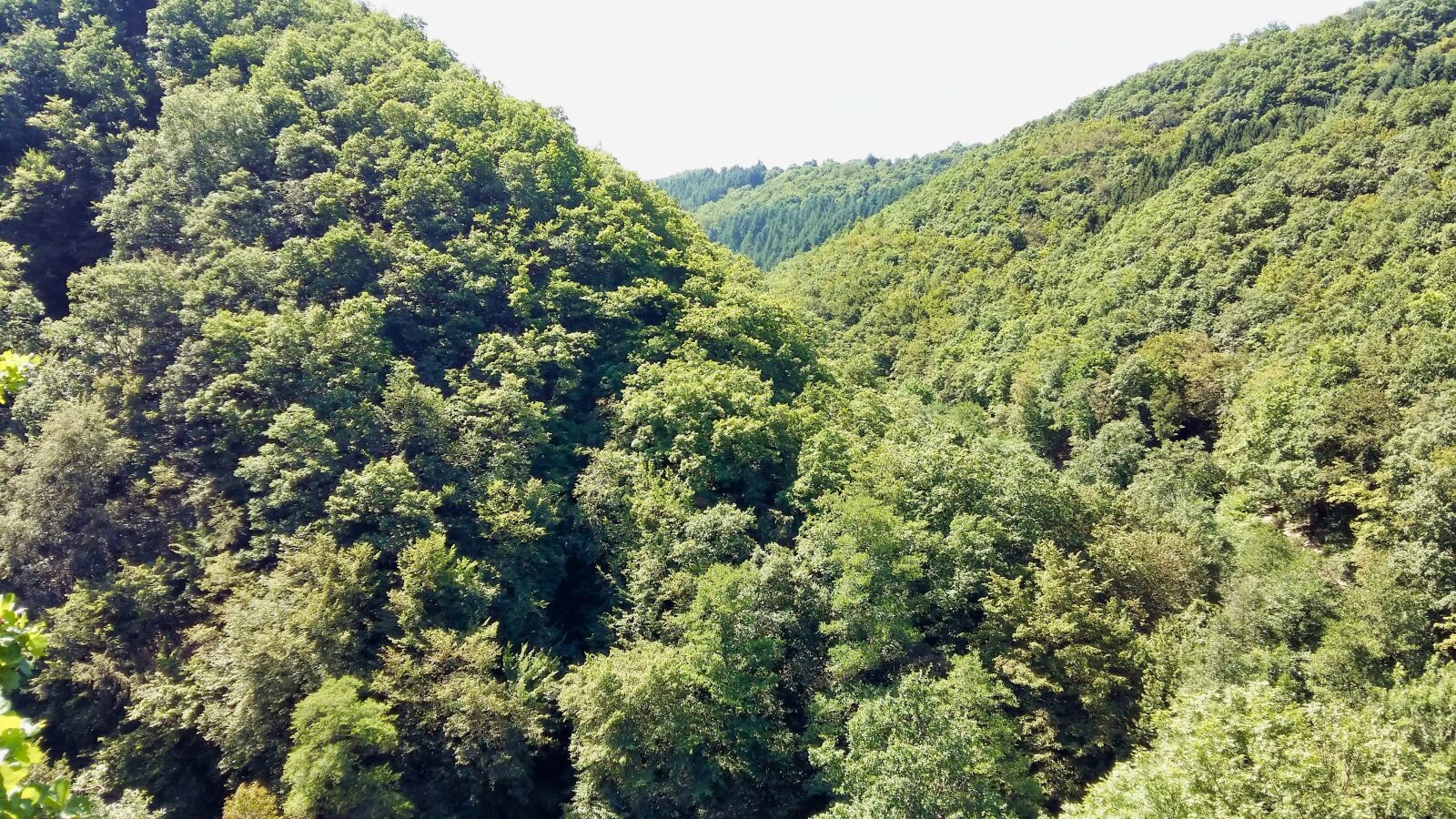 Samsung Galaxy A5 sample photo. Forest, hunsrück, valley photography