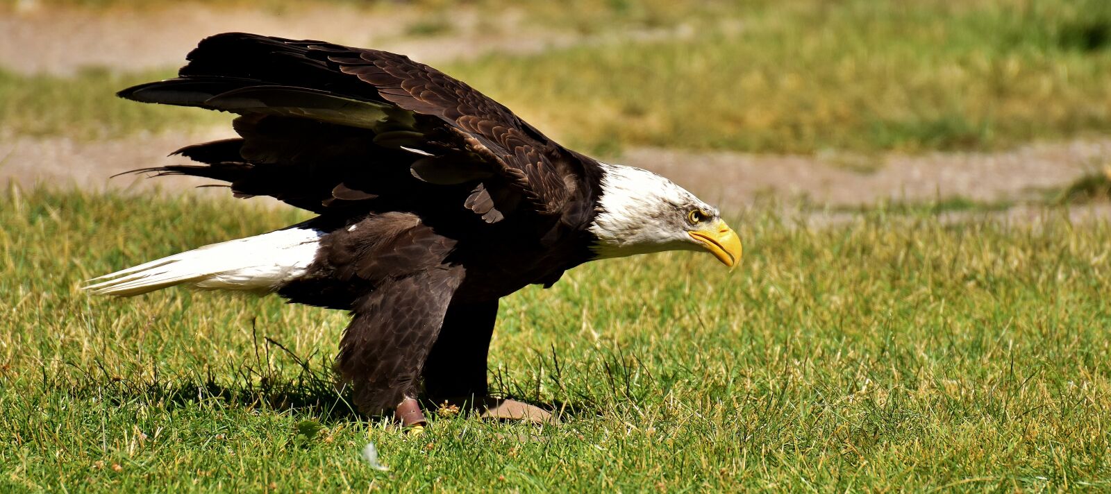 Nikon D7200 sample photo. Adler, bald eagles, bird photography