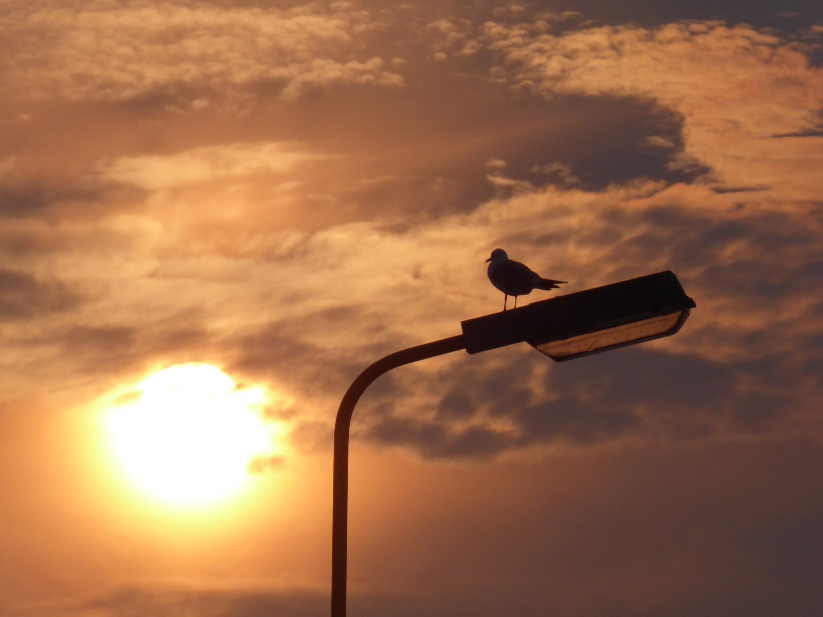 Panasonic Lumix DMC-ZS50 (Lumix DMC-TZ70) sample photo. Clouds, seagull, sun photography