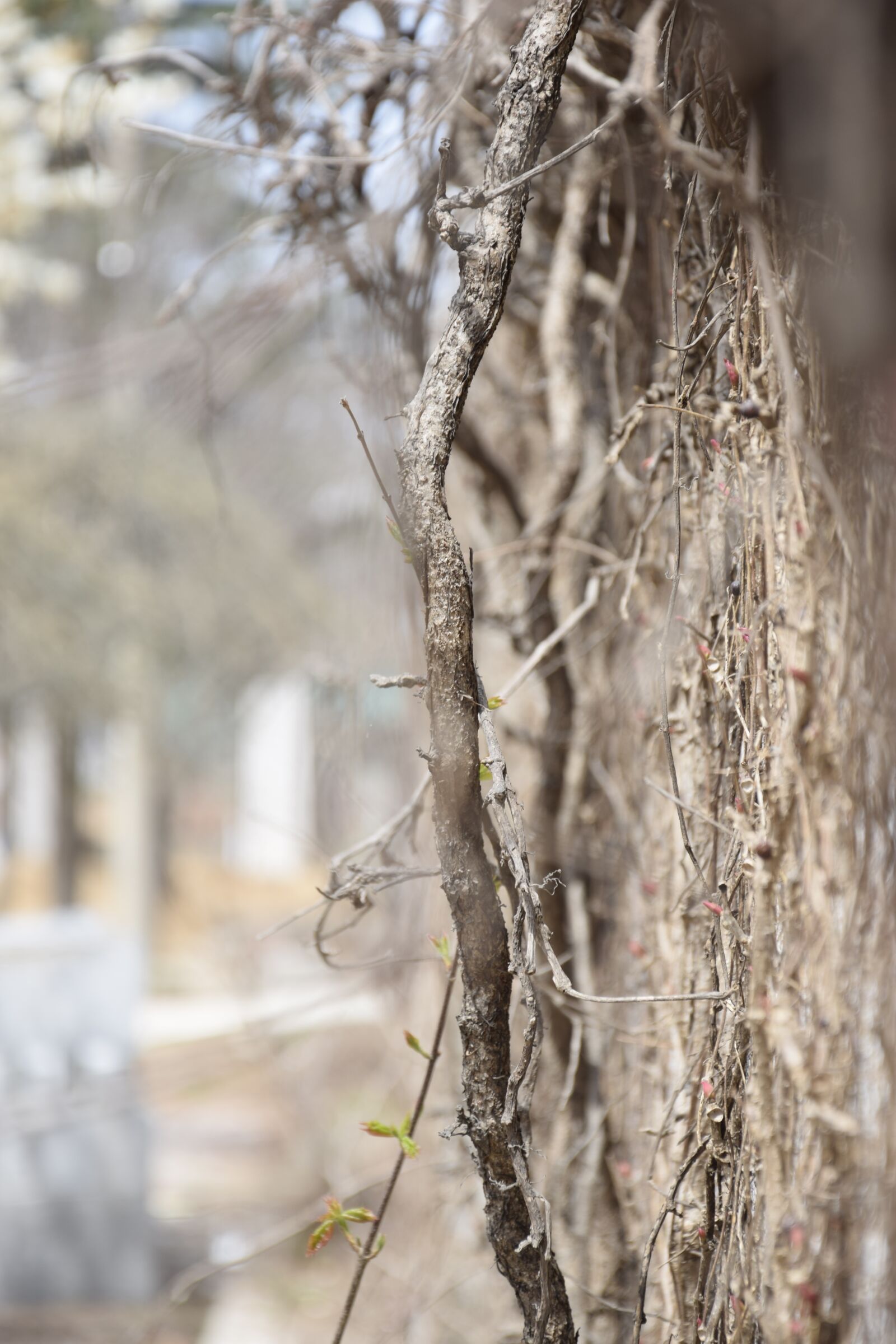 Nikon D5300 sample photo. Plant, the scenery, the photography