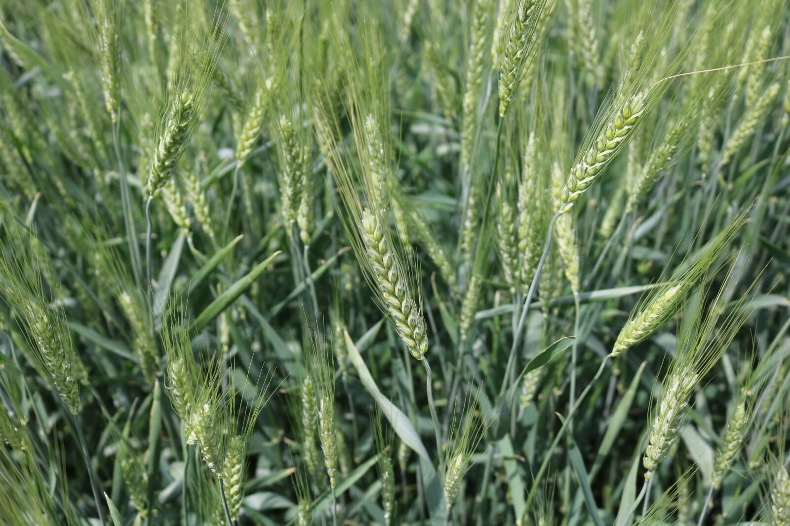 Canon EOS 750D (EOS Rebel T6i / EOS Kiss X8i) sample photo. Wheat, field, green photography