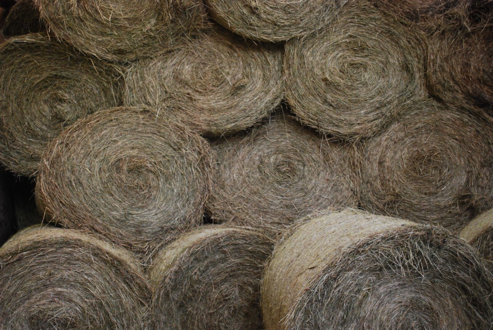 Nikon D60 sample photo. Hay, round ball, agriculture photography