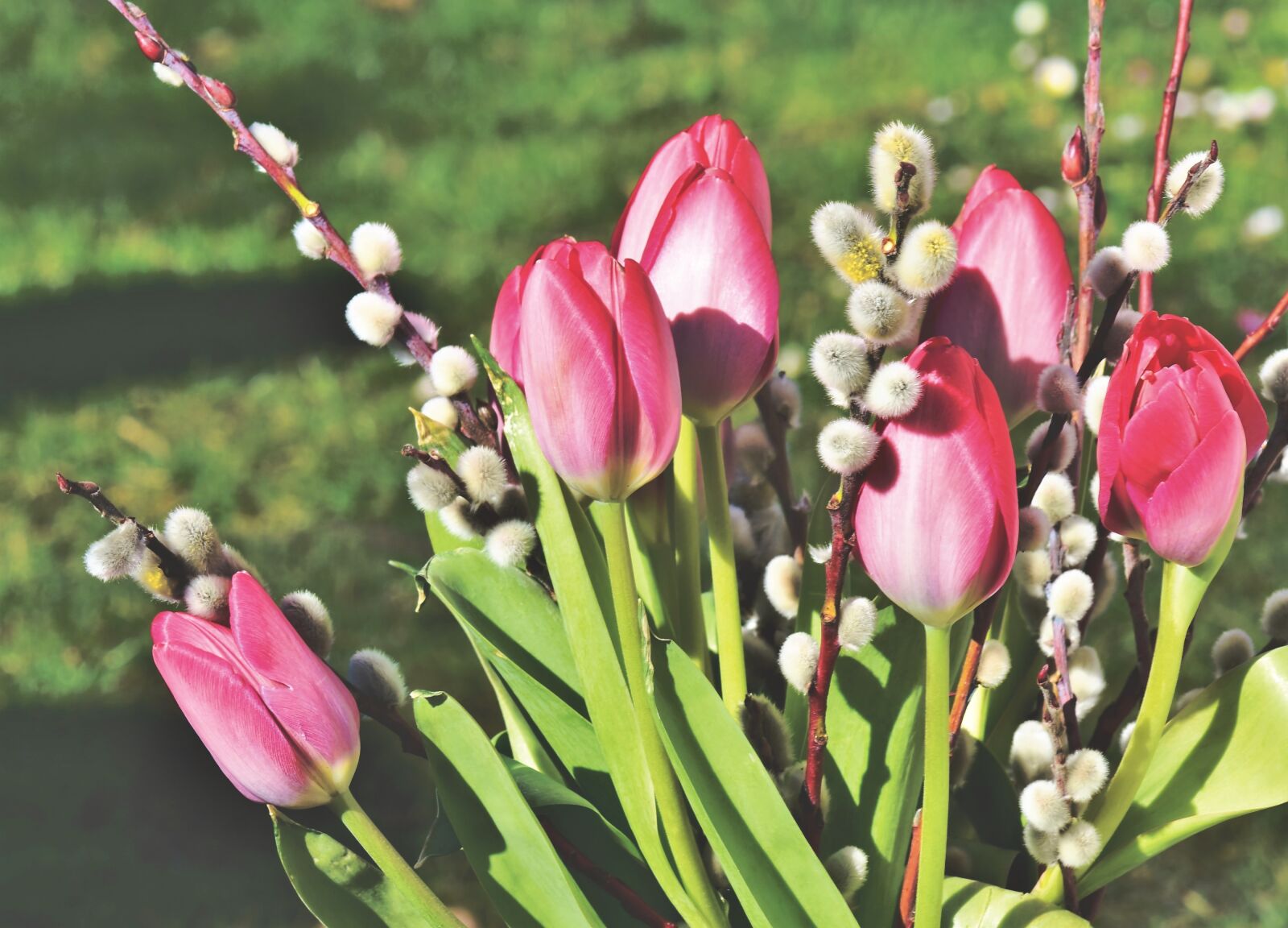 Nikon D7200 sample photo. Tulip, tulip bouquet, bouquet photography