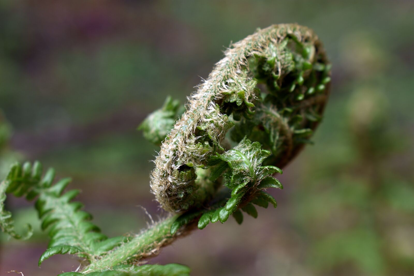 Nikon D3400 sample photo. Fern, polypody, nature photography