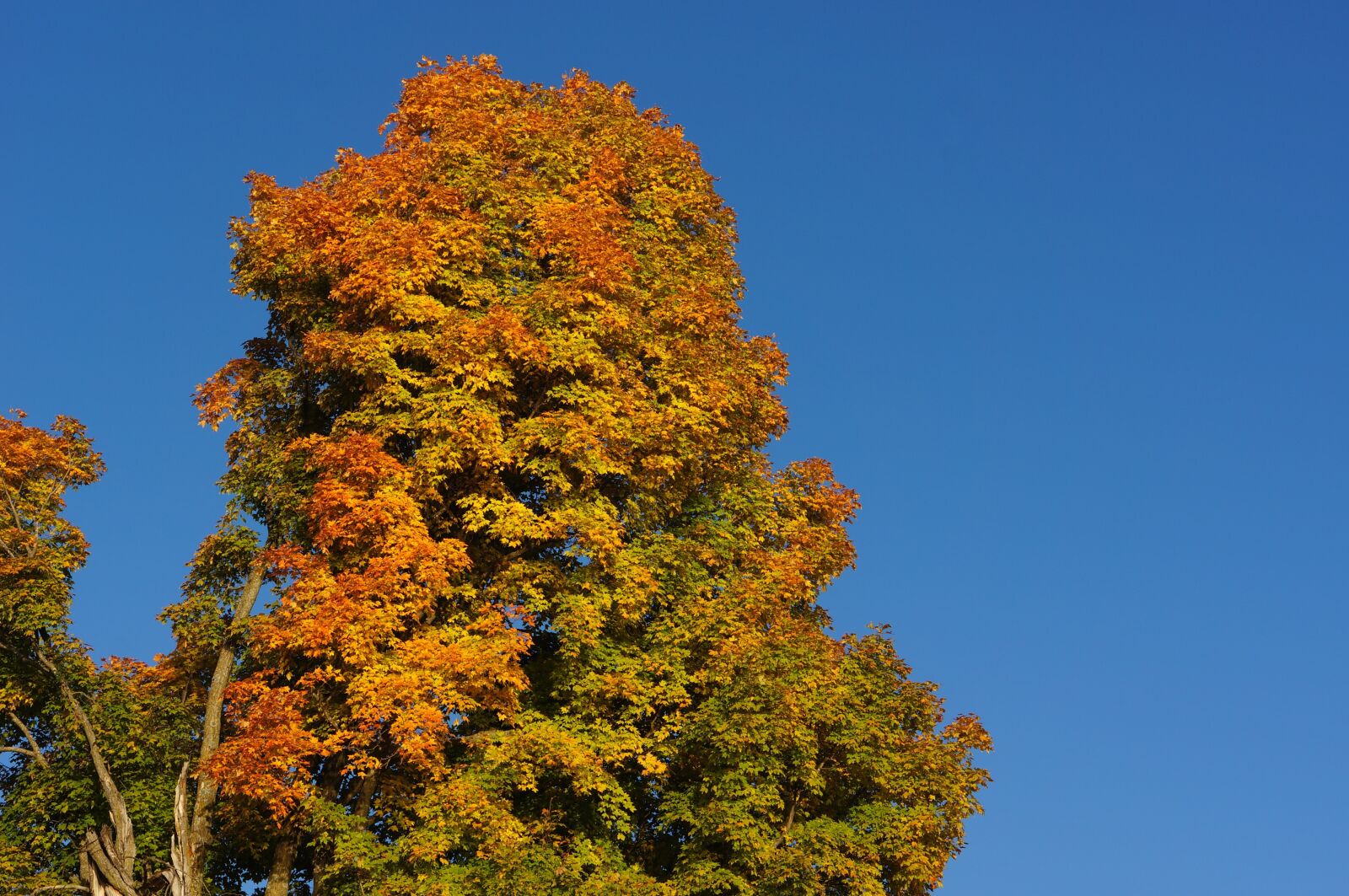 Sony E 18-200mm F3.5-6.3 OSS sample photo. Tree, autumn, fall photography