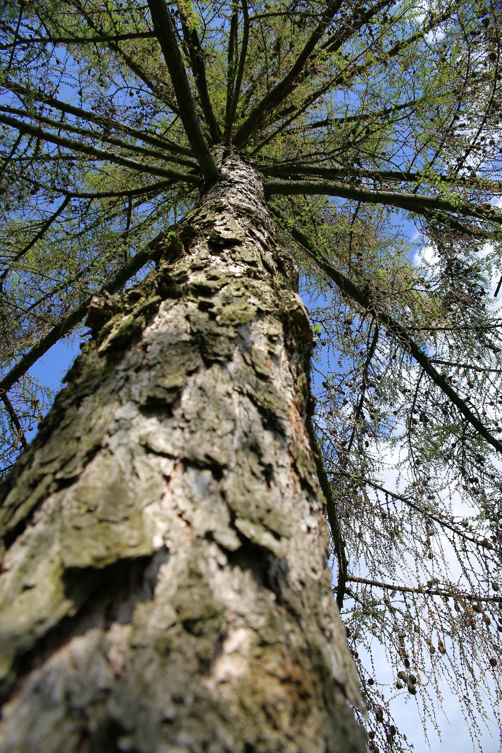 Canon EOS 6D sample photo. Tree, branch, wood photography