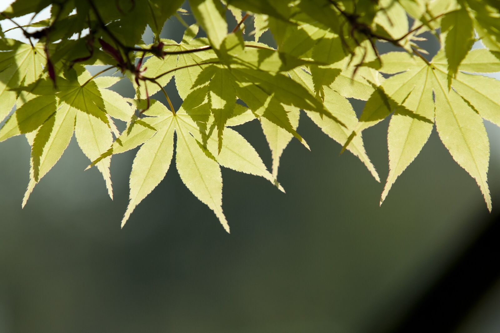 Canon EOS 5D sample photo. Nature, wood, backlight photography