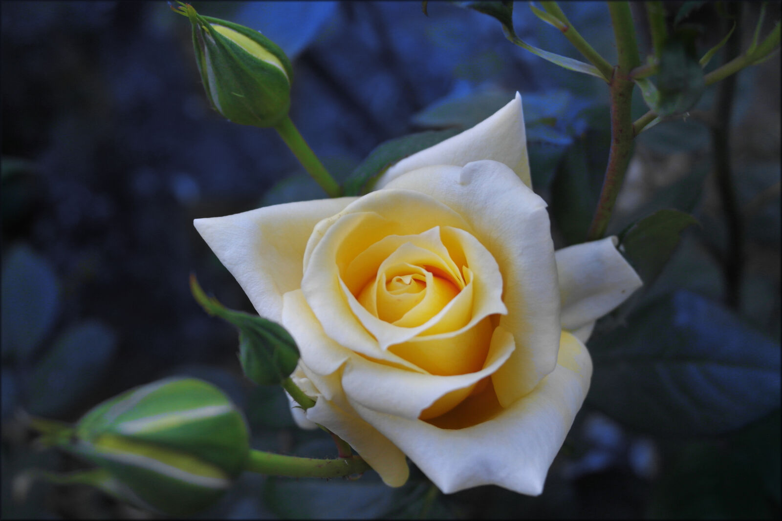 Samsung NX1000 sample photo. Flower, landara, rose, tea photography