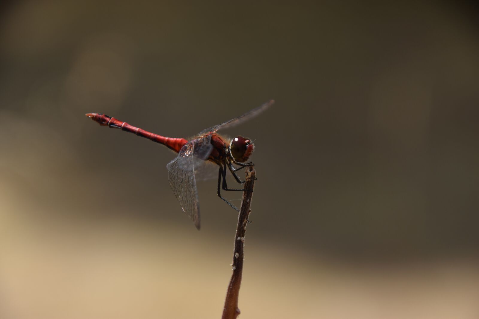 Nikon D5300 sample photo. Dragonfly, insect, wing photography