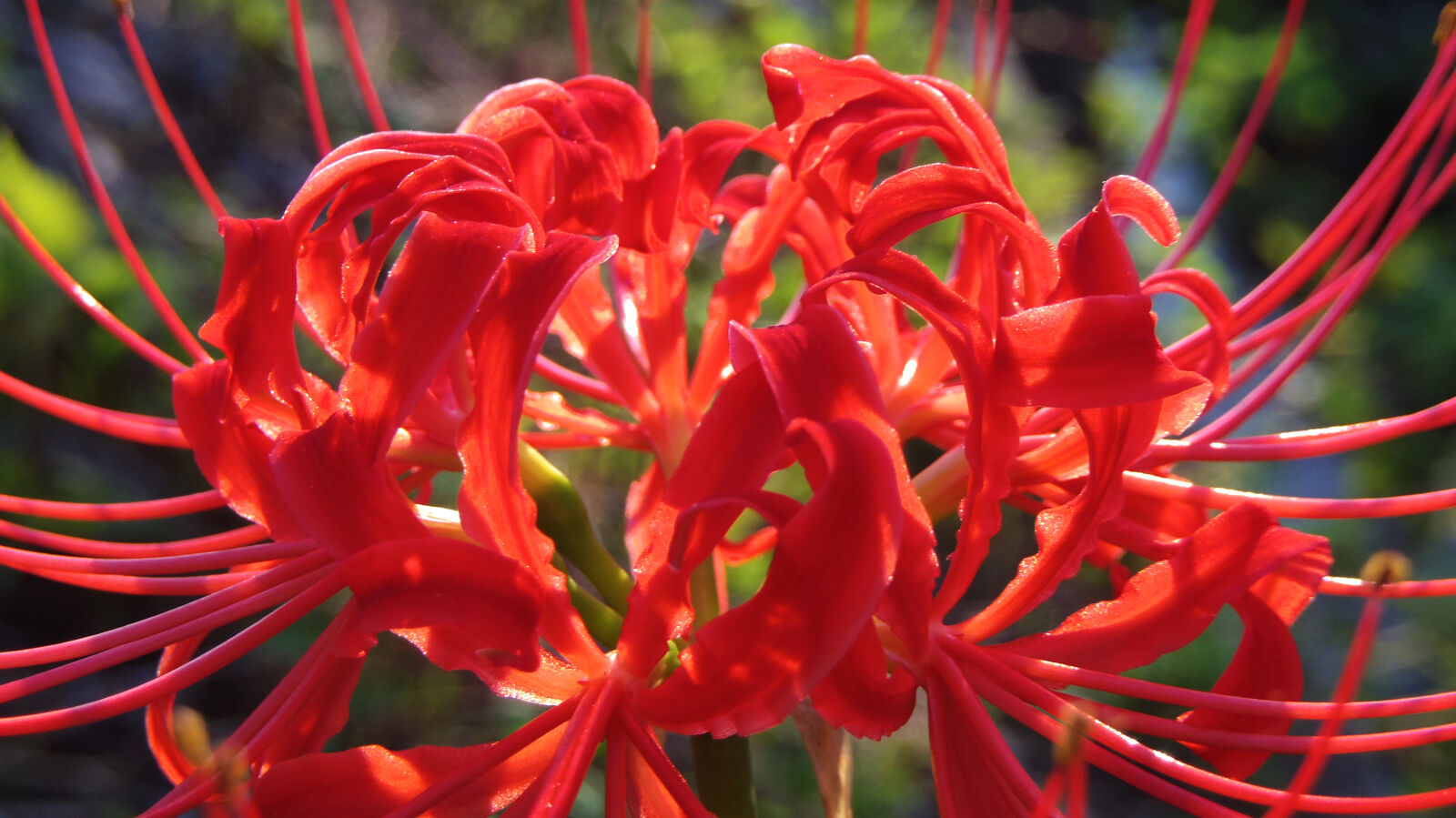 Pentax Q10 sample photo. Flower photography