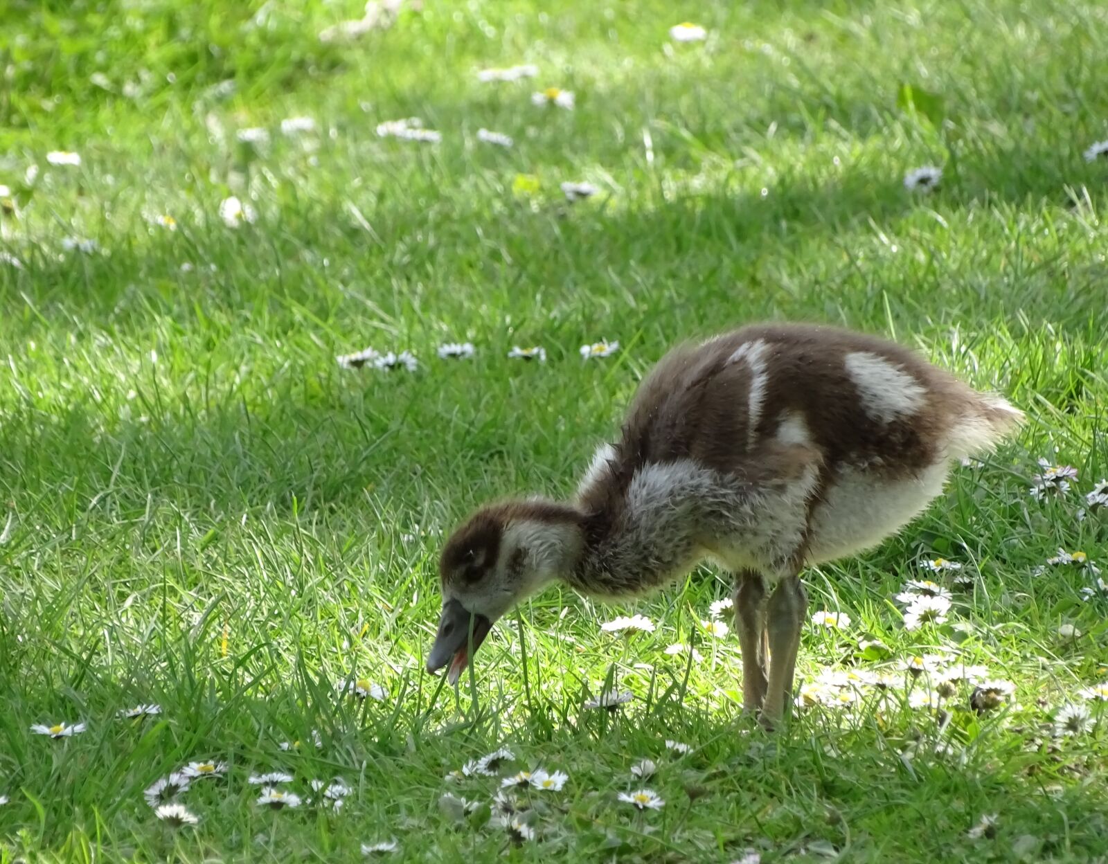 Sony Cyber-shot DSC-HX400V sample photo. Nilg nse, young animals photography