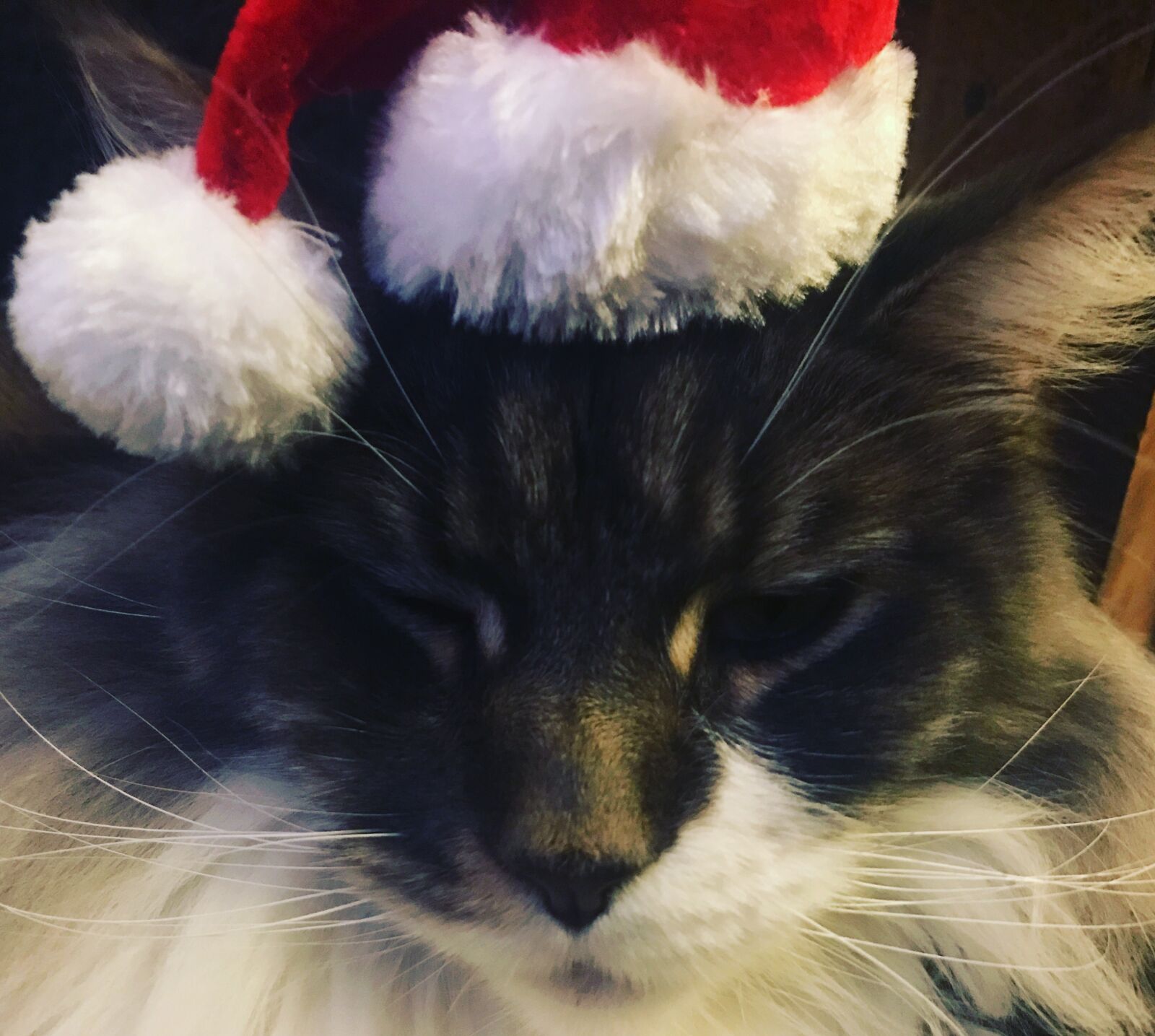 Apple iPhone 7 sample photo. Beard, beeno, cat, grumpy photography