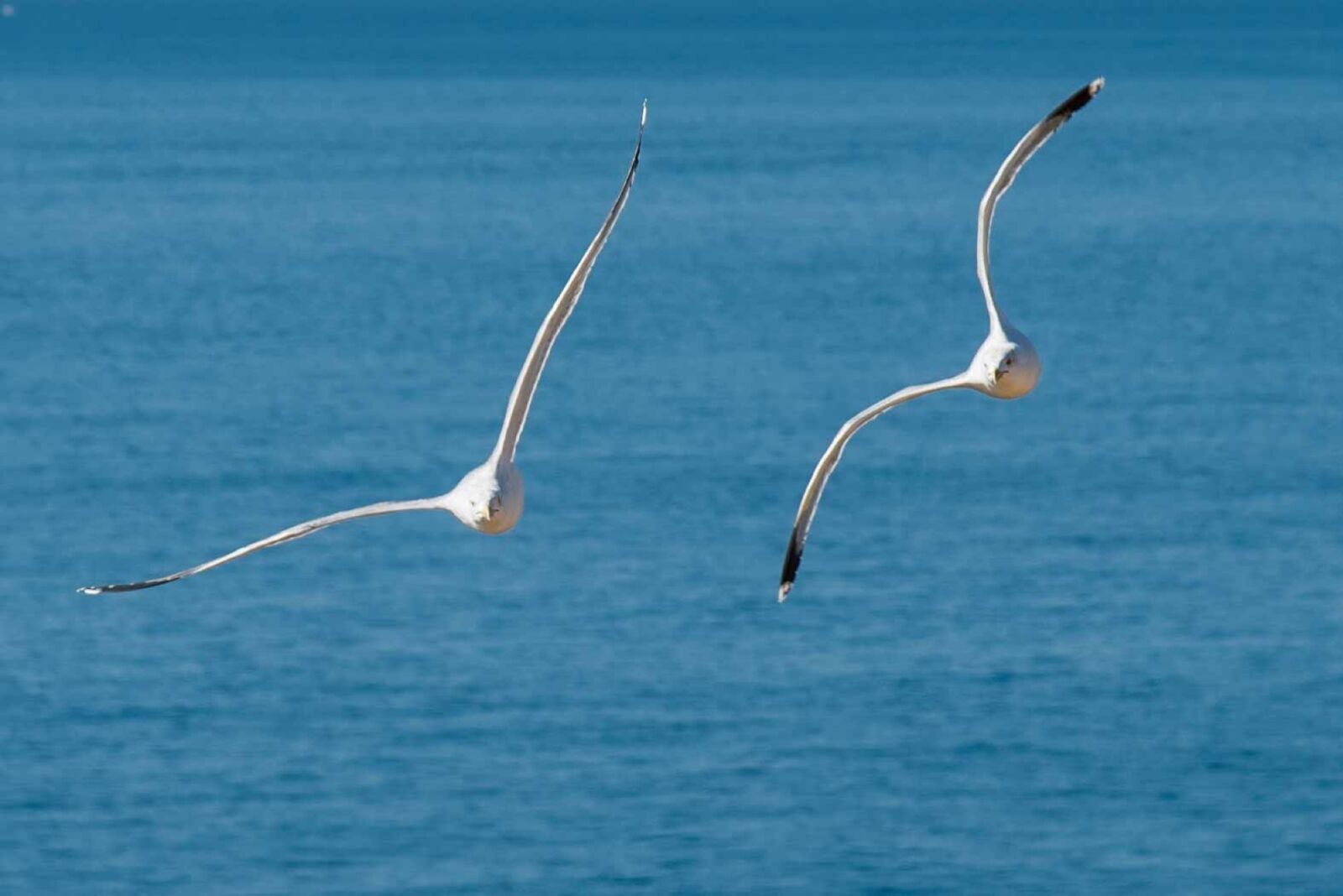 Nikon D750 sample photo. Animals, bird, seagull photography