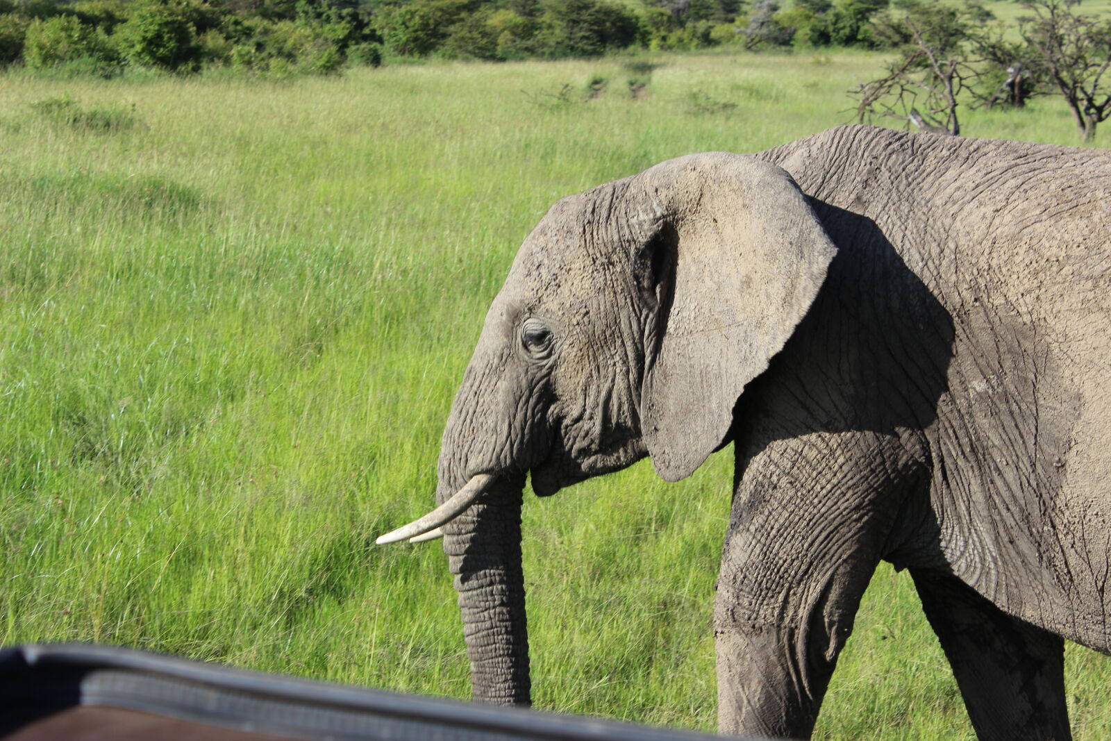 Canon EOS 600D (Rebel EOS T3i / EOS Kiss X5) sample photo. Maasai, mara, elephant photography