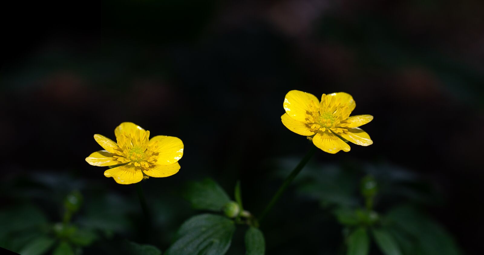 Nikon D7100 sample photo. Buttercup, yellow, flower photography