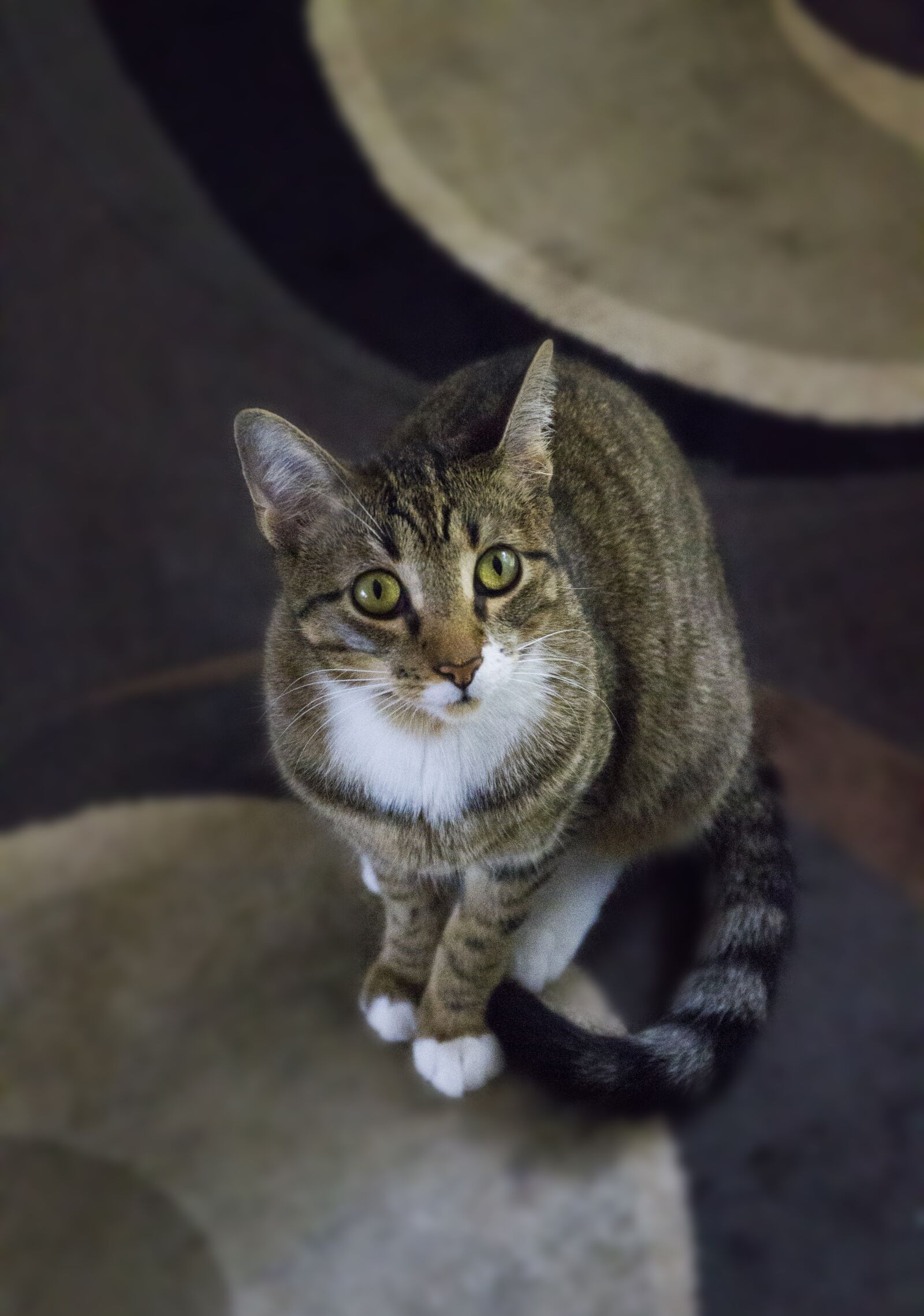 Canon EOS 7D + Canon EF 24-70mm F4L IS USM sample photo. Cat, contemporary, design photography