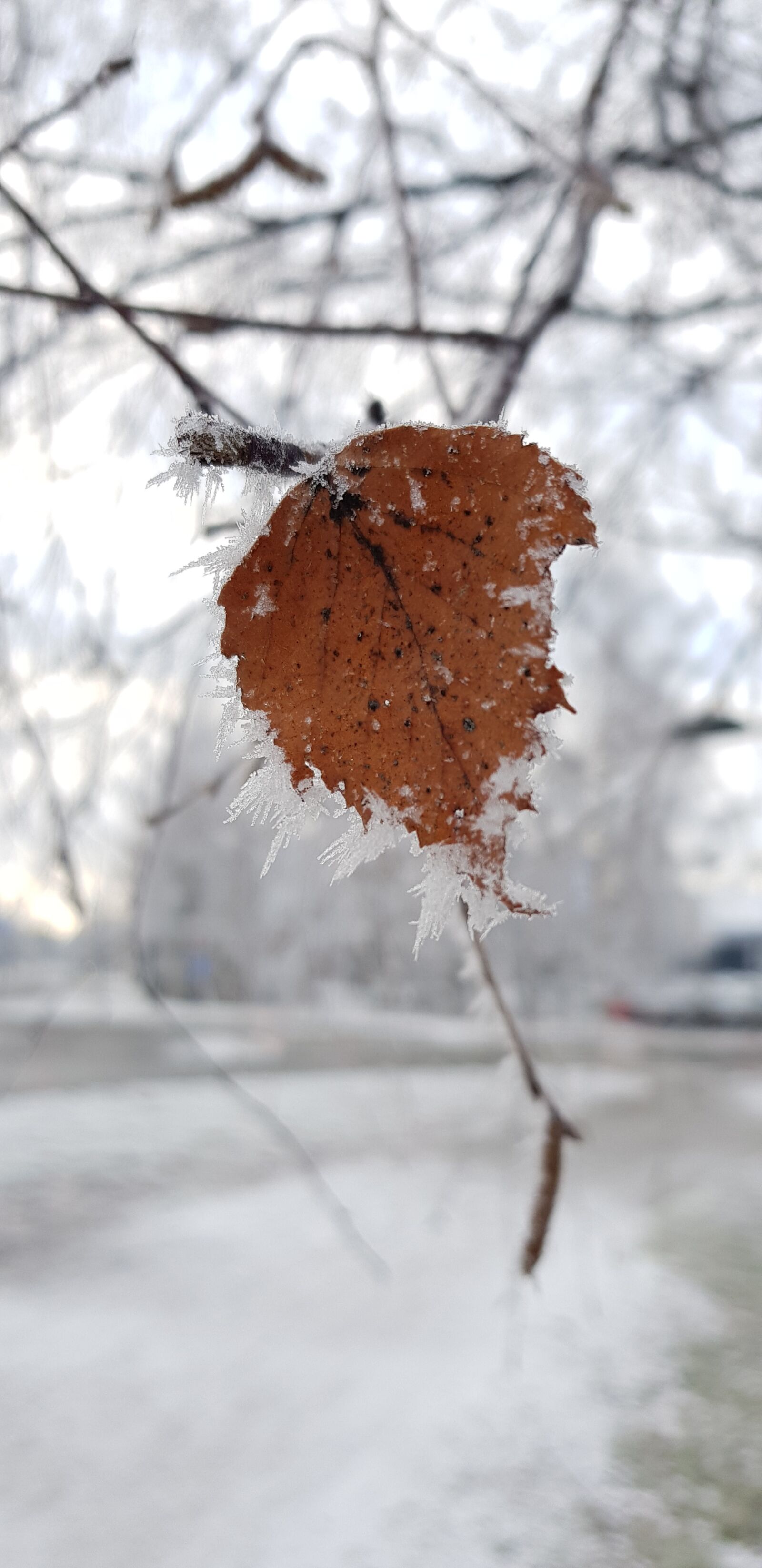 Samsung Galaxy S8 sample photo. Leaf, frost, winter photography