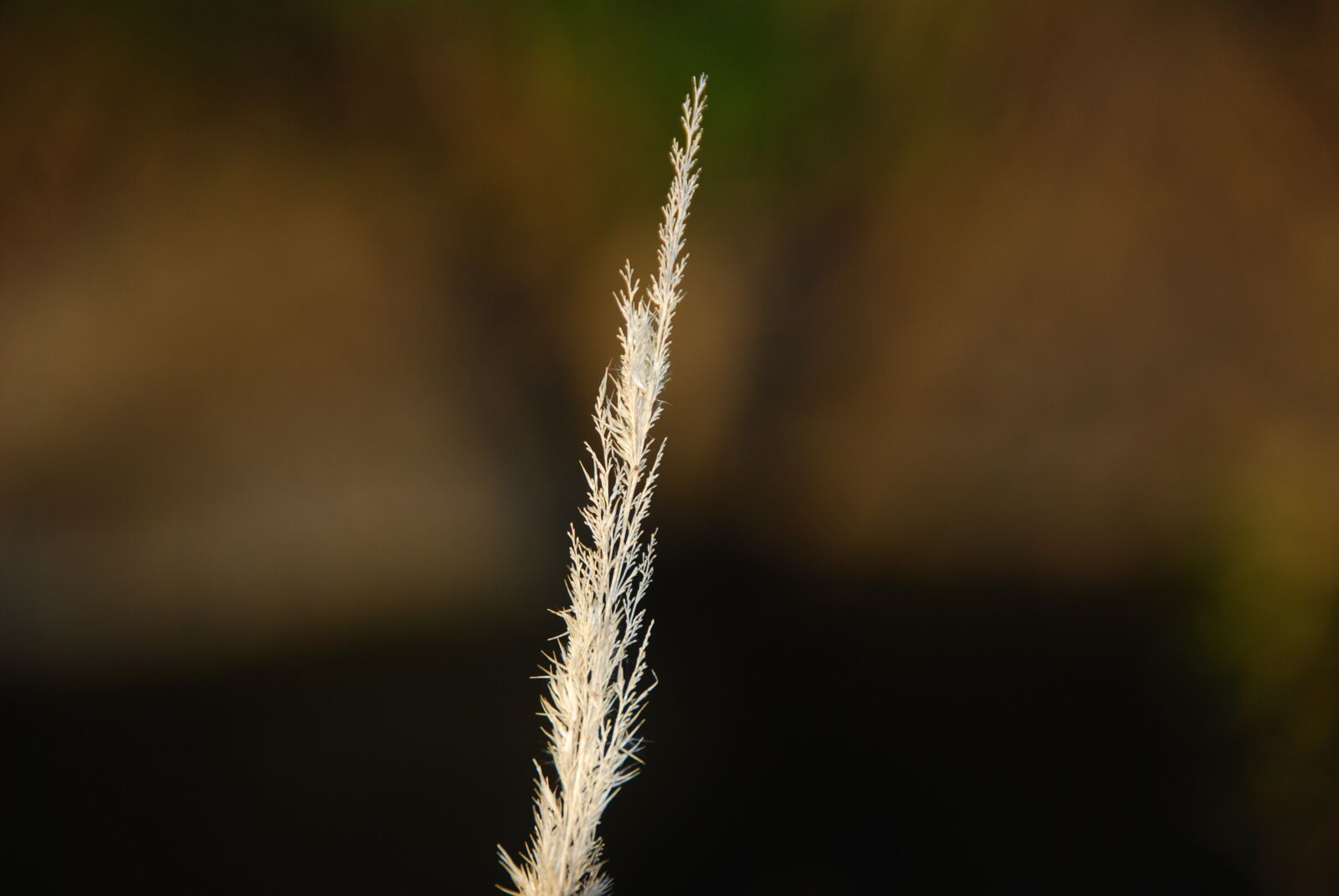 Nikon D80 sample photo. That looks dry and photography