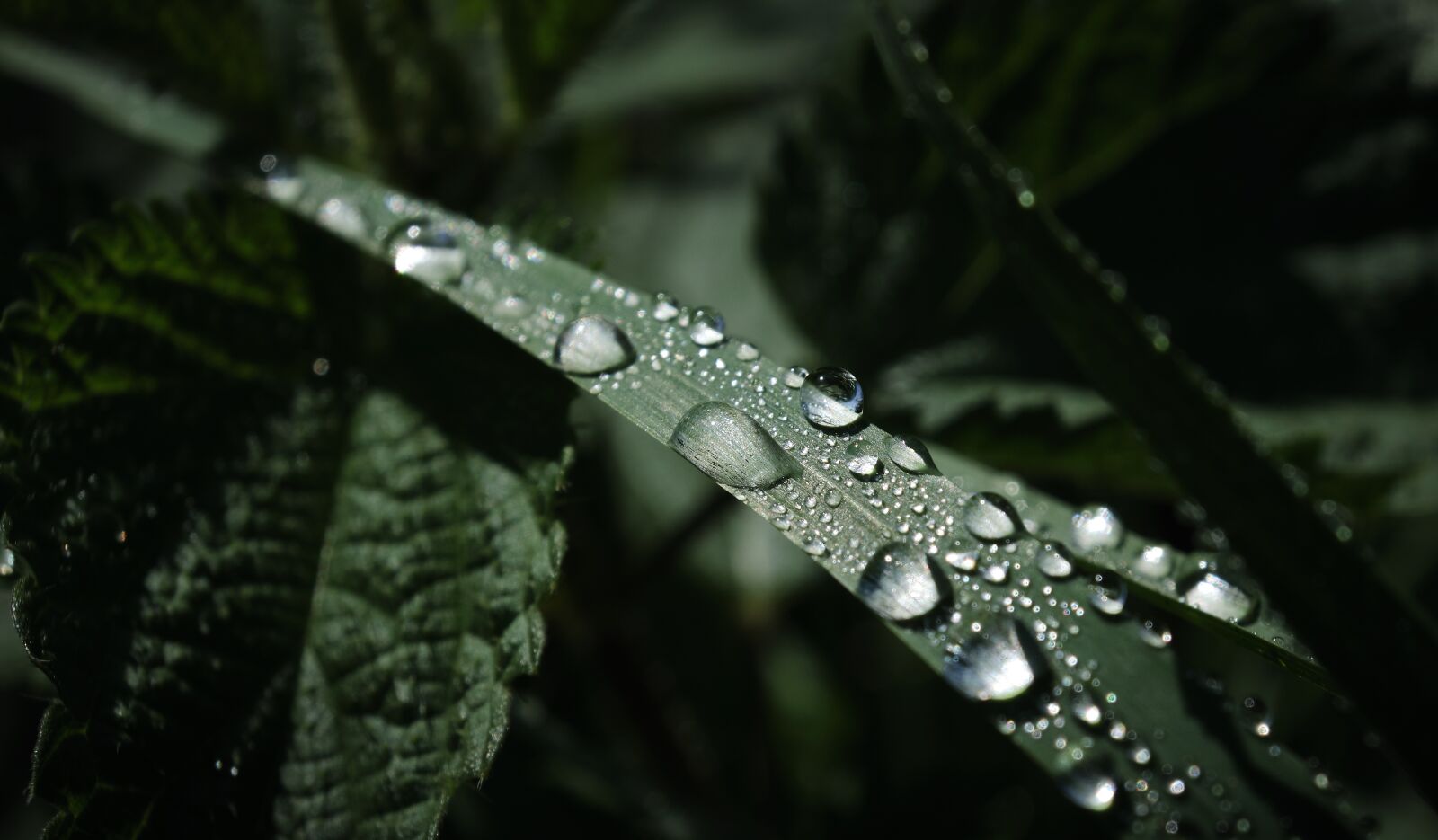 Fujifilm XF 18-55mm F2.8-4 R LM OIS sample photo. Dew, grass, drop of photography