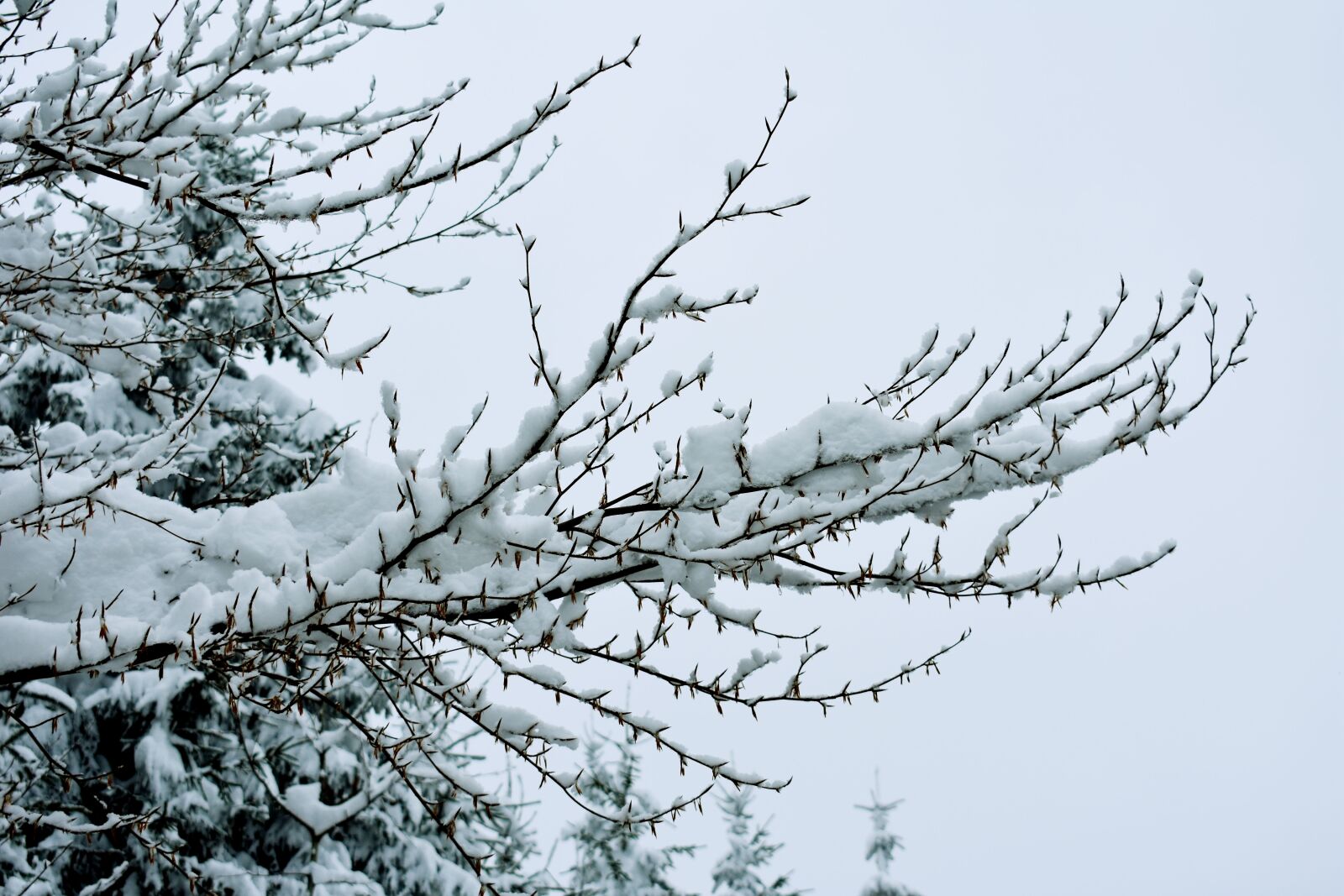 Nikon D3400 sample photo. Snow, winter, branches photography