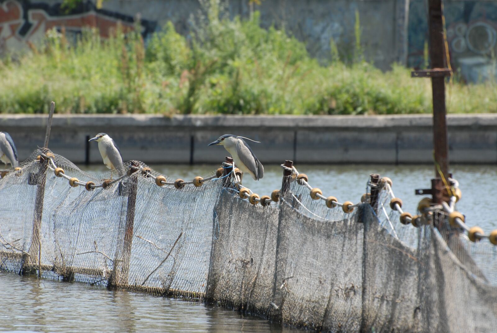 Nikon D200 sample photo. Birds, lake, water photography
