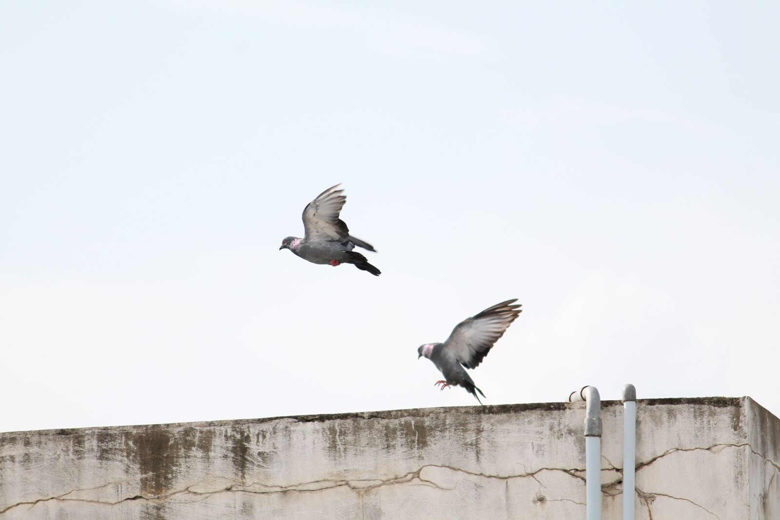 Canon EOS 1100D (EOS Rebel T3 / EOS Kiss X50) sample photo. Birds, pigeon, pigeon flying photography