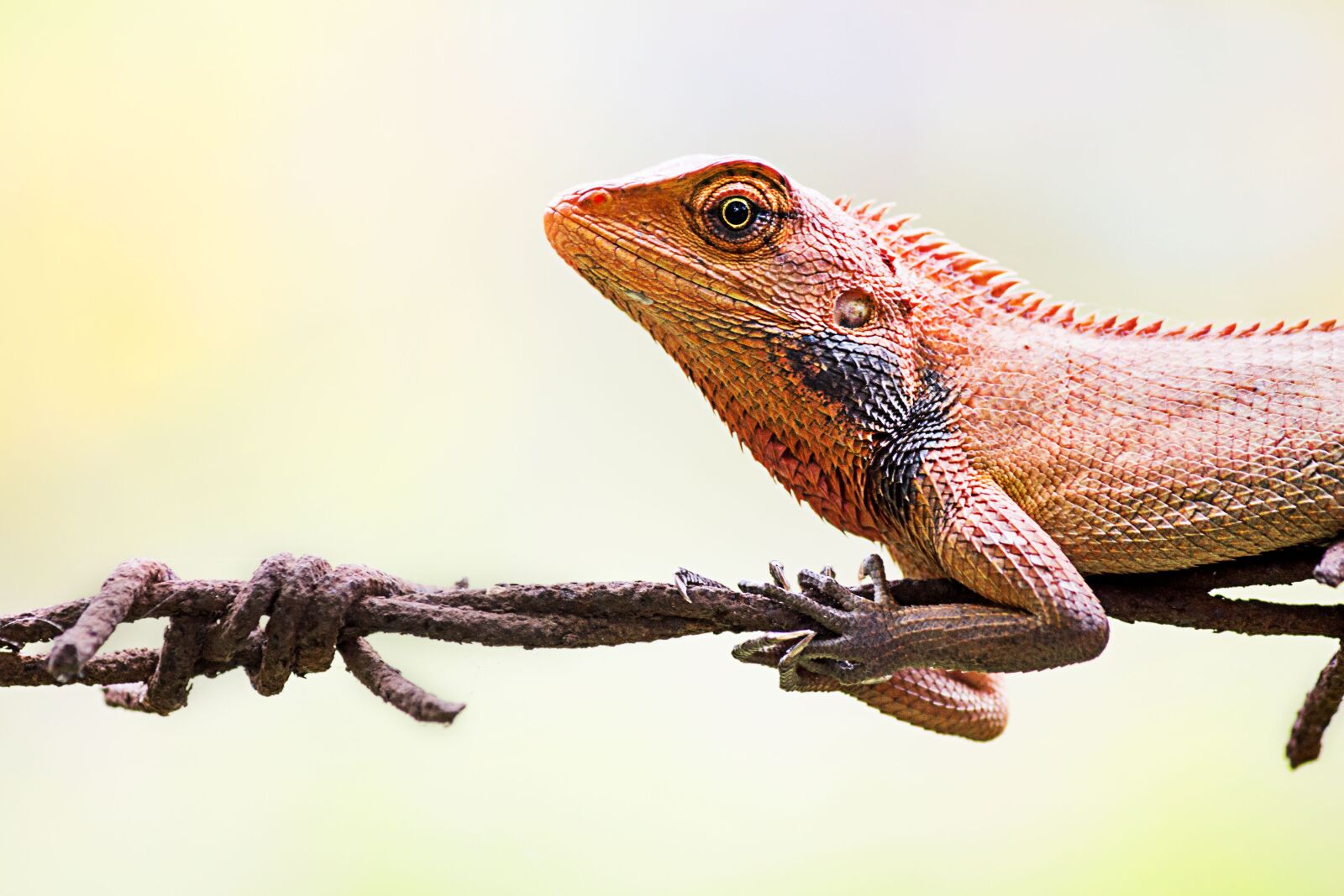 Canon EOS 700D (EOS Rebel T5i / EOS Kiss X7i) sample photo. Oriental garden lizard, lizard photography