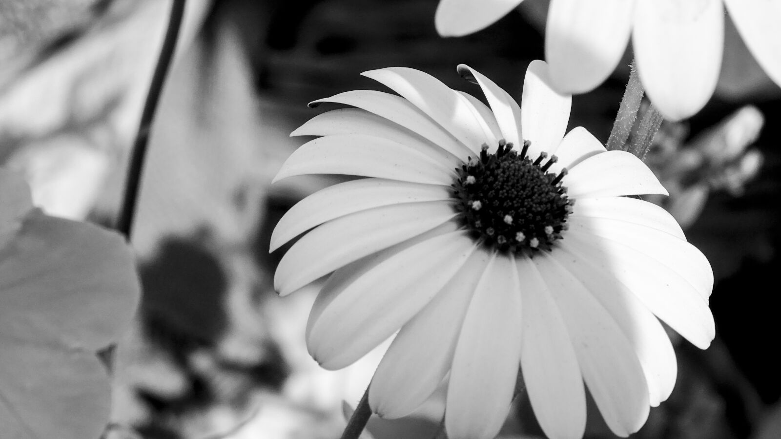 Sony Cyber-shot DSC-WX350 sample photo. Black, and, white, flower photography