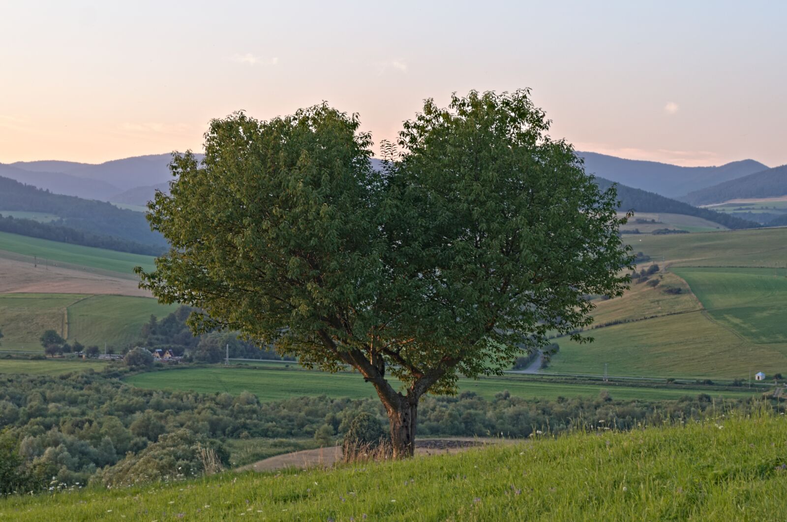 Nikon D5100 sample photo. Tree, heart, nature photography