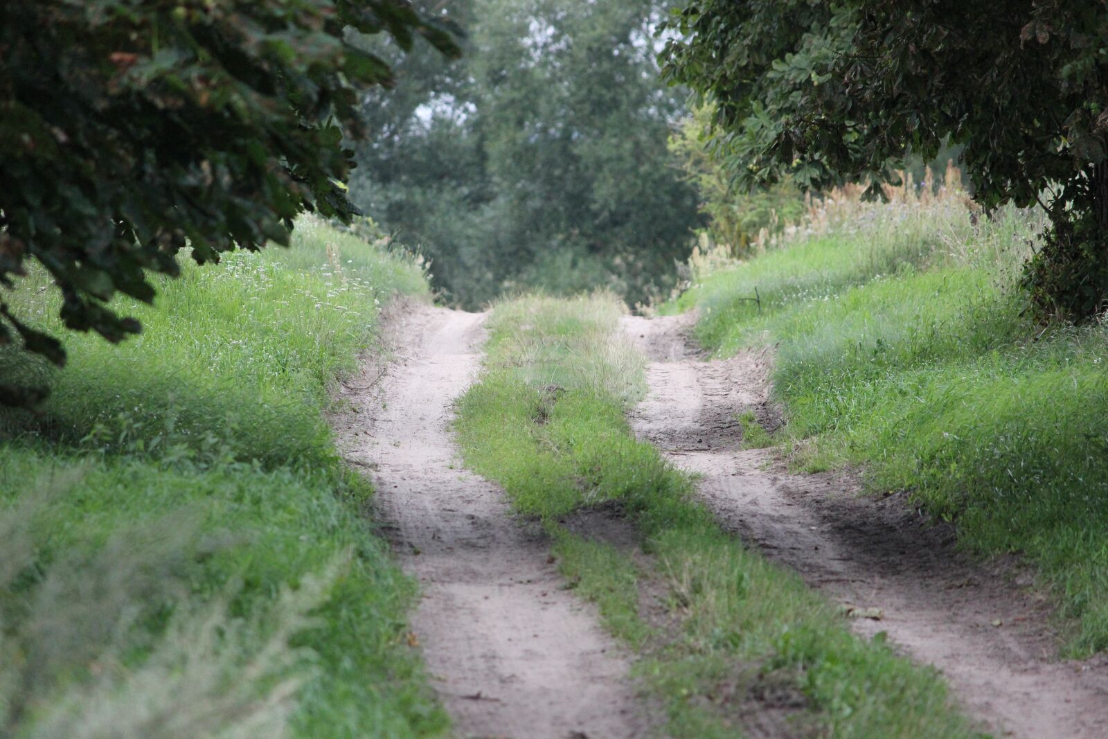 Canon EOS 550D (EOS Rebel T2i / EOS Kiss X4) sample photo. Forest path, glade, trees photography
