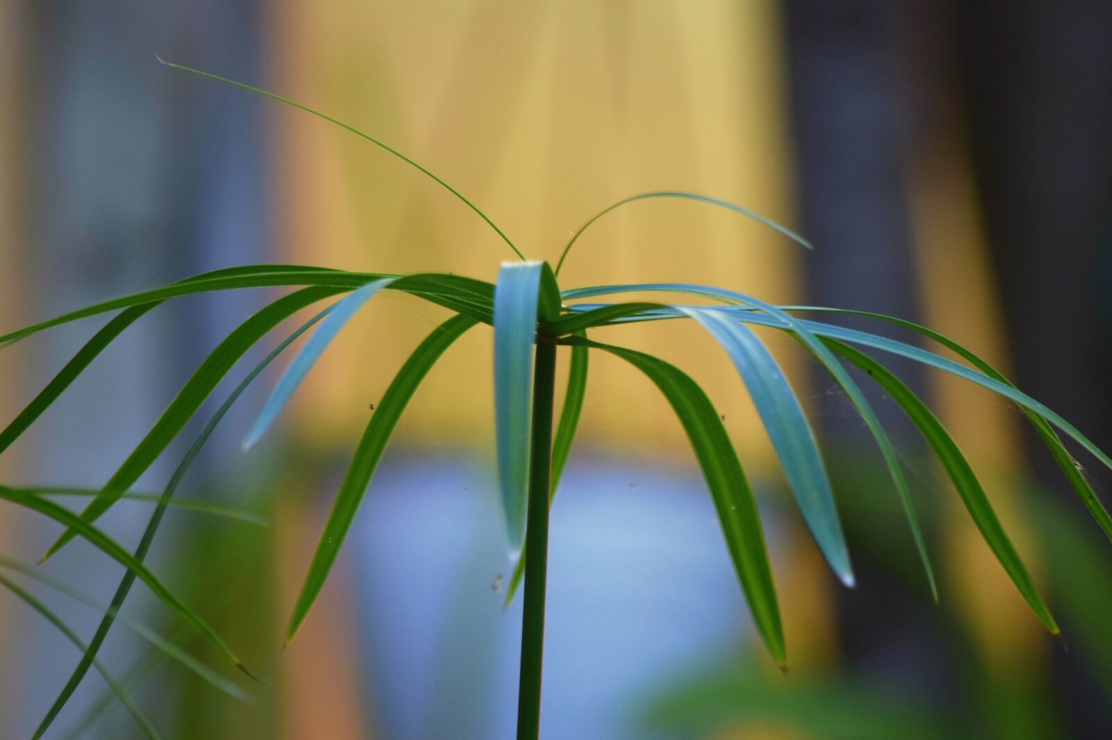 Nikon D5300 sample photo. Nature, plant, leaf photography