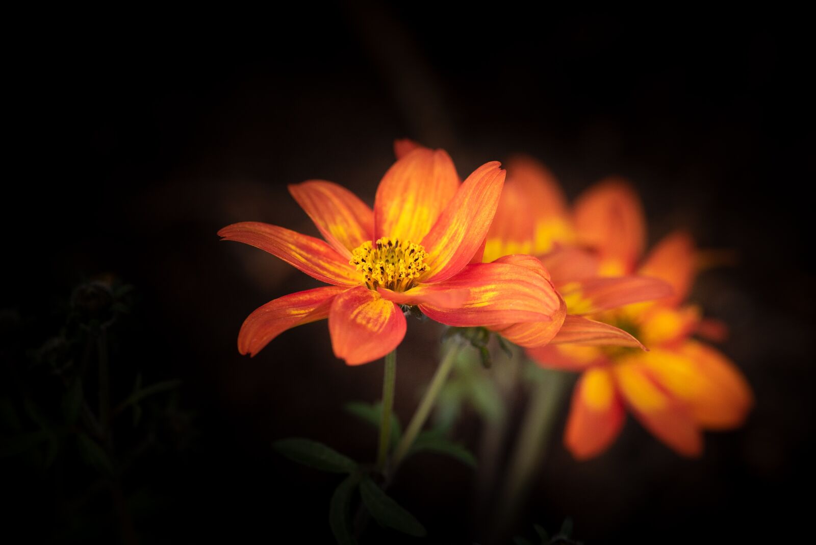 Nikon D750 sample photo. Flowers, orange, bright photography