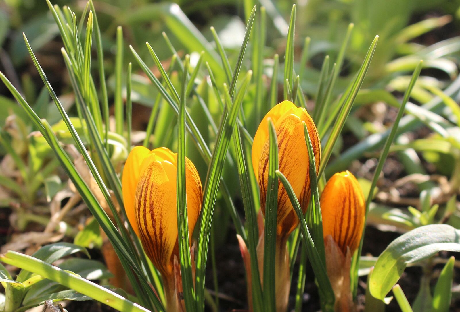 Canon EOS 1200D (EOS Rebel T5 / EOS Kiss X70 / EOS Hi) sample photo. Crocus, spring flowers, early photography