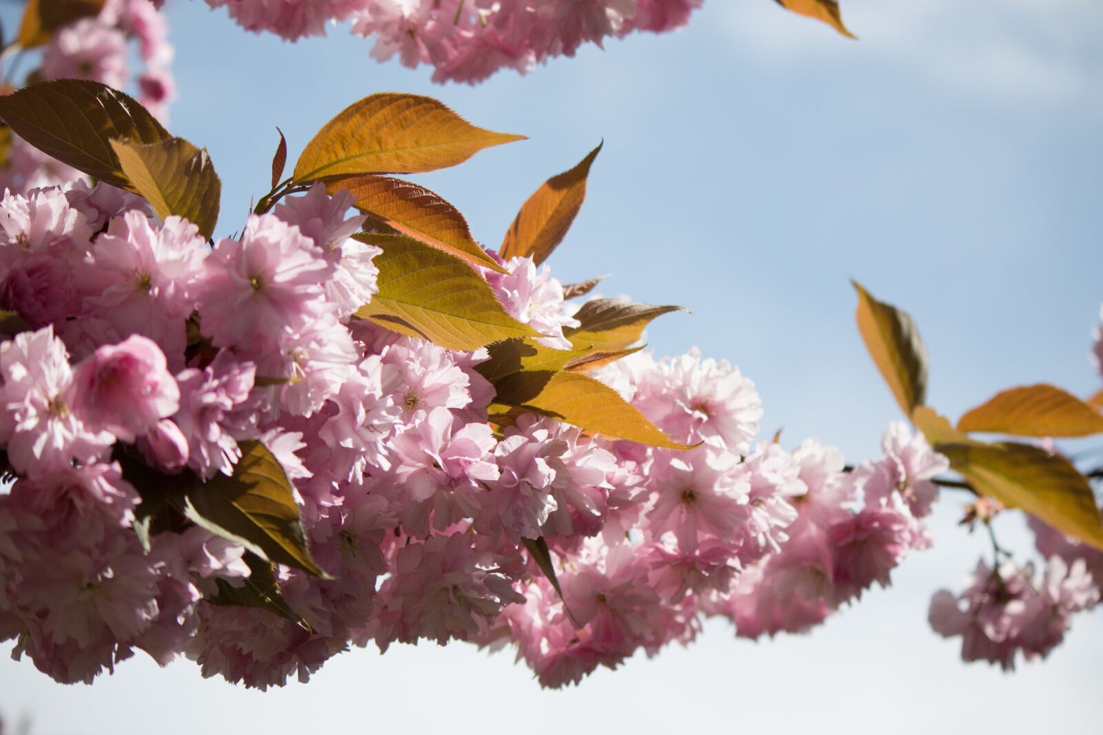 Canon EF-S 55-250mm F4-5.6 IS II sample photo. Japanese flowering cherry, prunus photography
