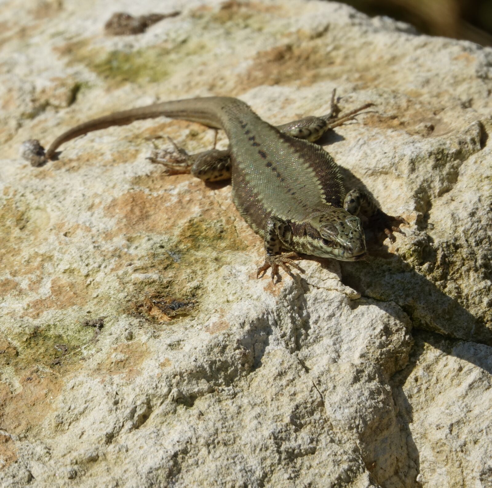 Sony Cyber-shot DSC-RX10 III sample photo. Lizard, reptile, nature photography