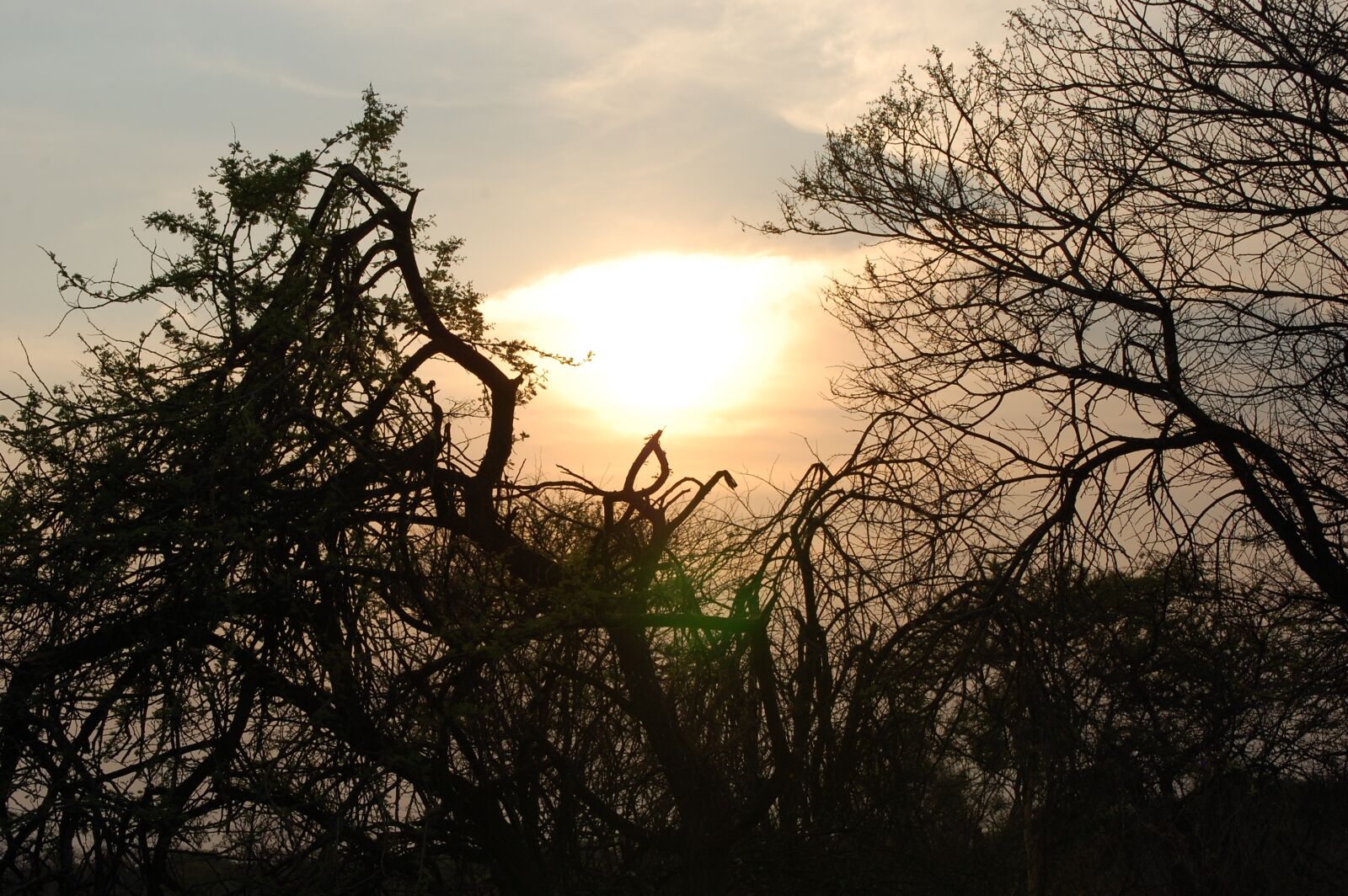 Nikon D40 sample photo. Sunset, trees, africa photography