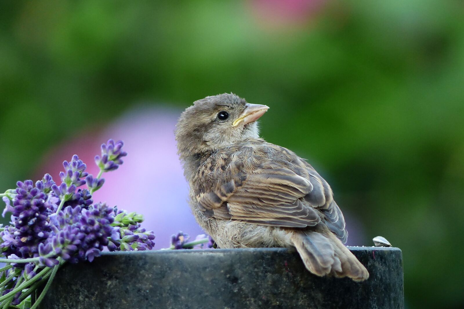 Panasonic Lumix DMC-FZ200 sample photo. Animal, bird, sparrow photography