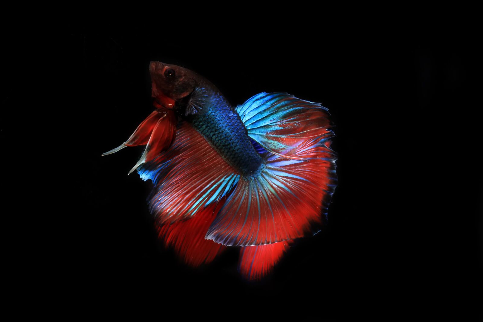 Canon EOS 60D sample photo. Nature, siamese, aquarium photography