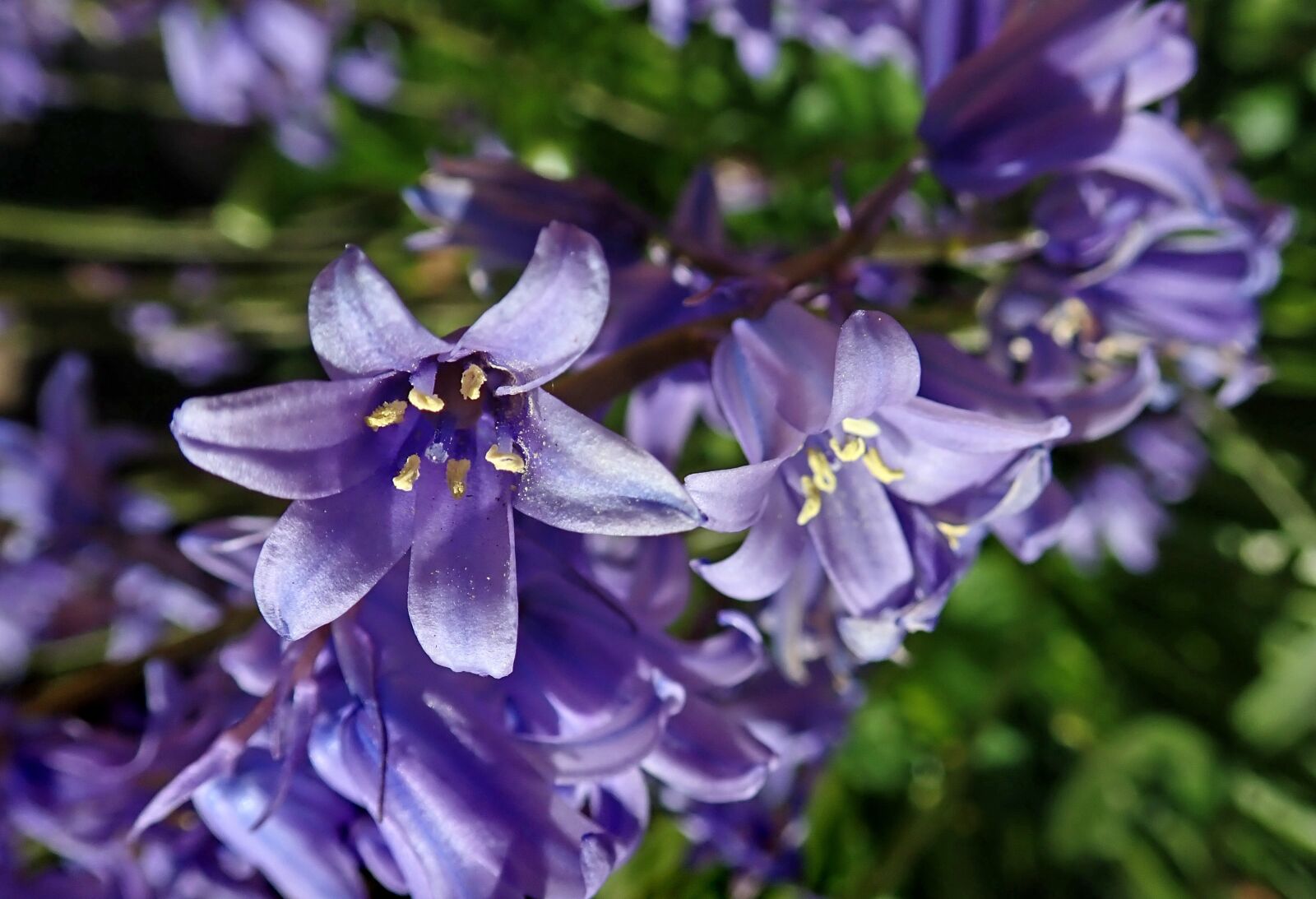Olympus TG-5 sample photo. Bluebell, flower, bulb photography