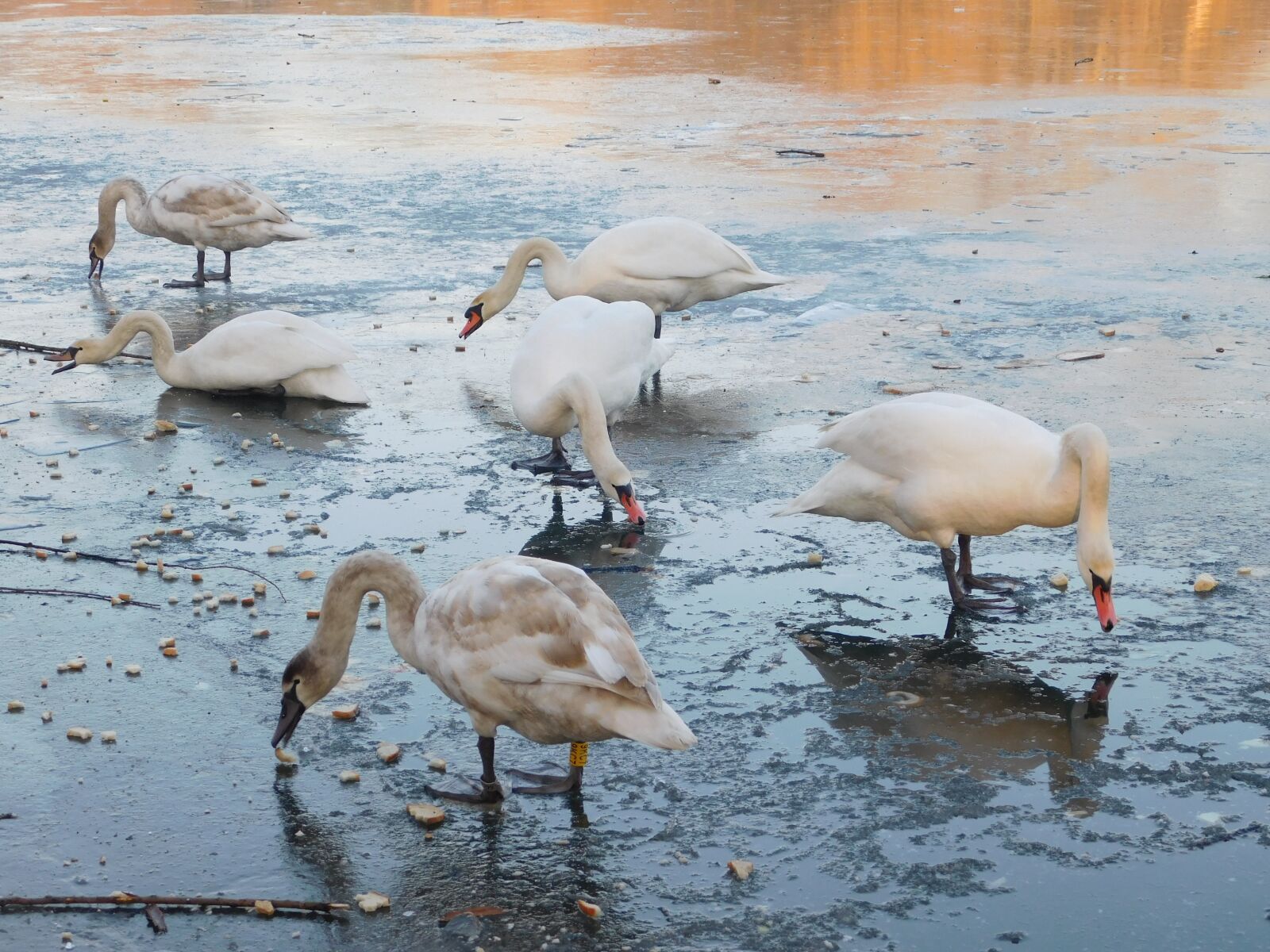 Nikon Coolpix L840 sample photo. Swans, white swans, water photography