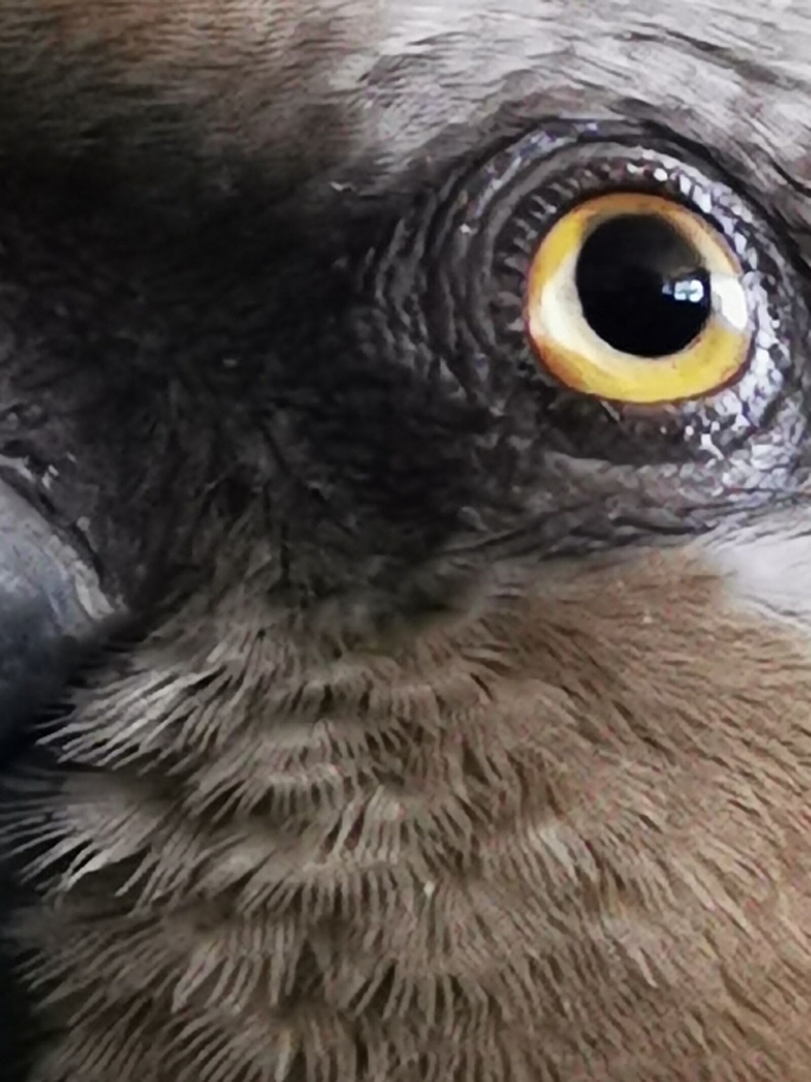 HUAWEI P30 Pro sample photo. Eye, senegal parrot, parrot photography